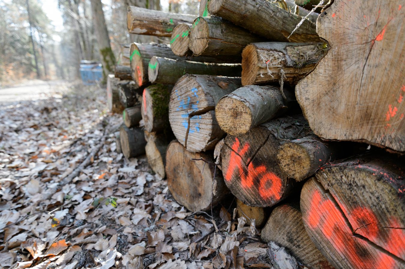 Holz im Wald bei Kalchreuth