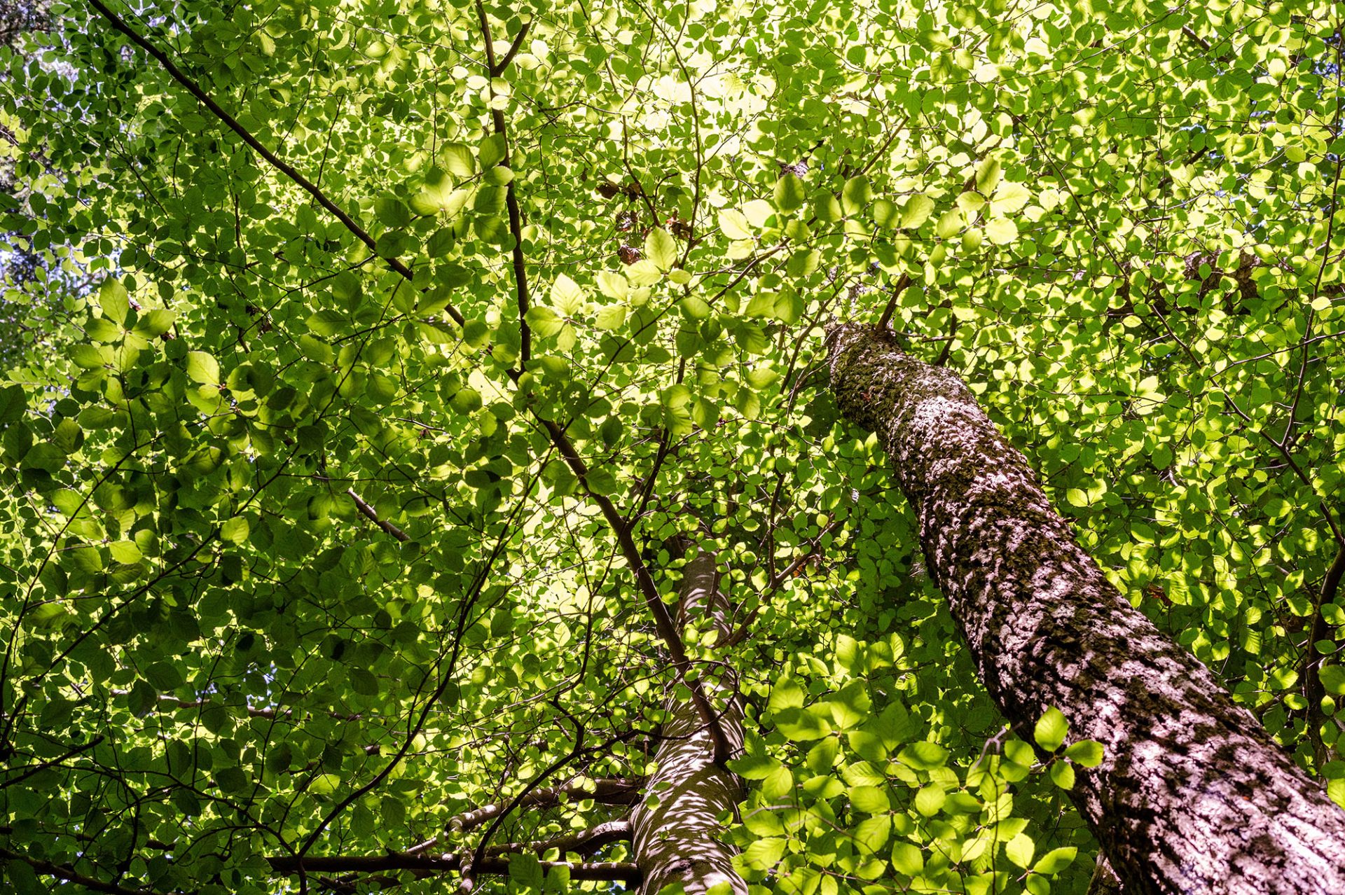 Wald fotografiert mit Nikon Df und Nikon AF-S Nikkor 58mm f/1.4 G bei f/8, 1/500s, ISO1800