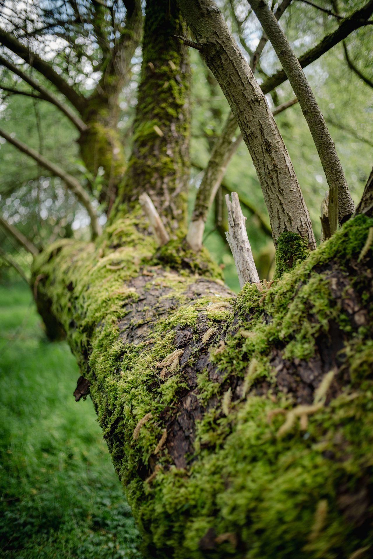 Nürnberg Pegniztal fotografiert mit dem TTartisan 25mm f2