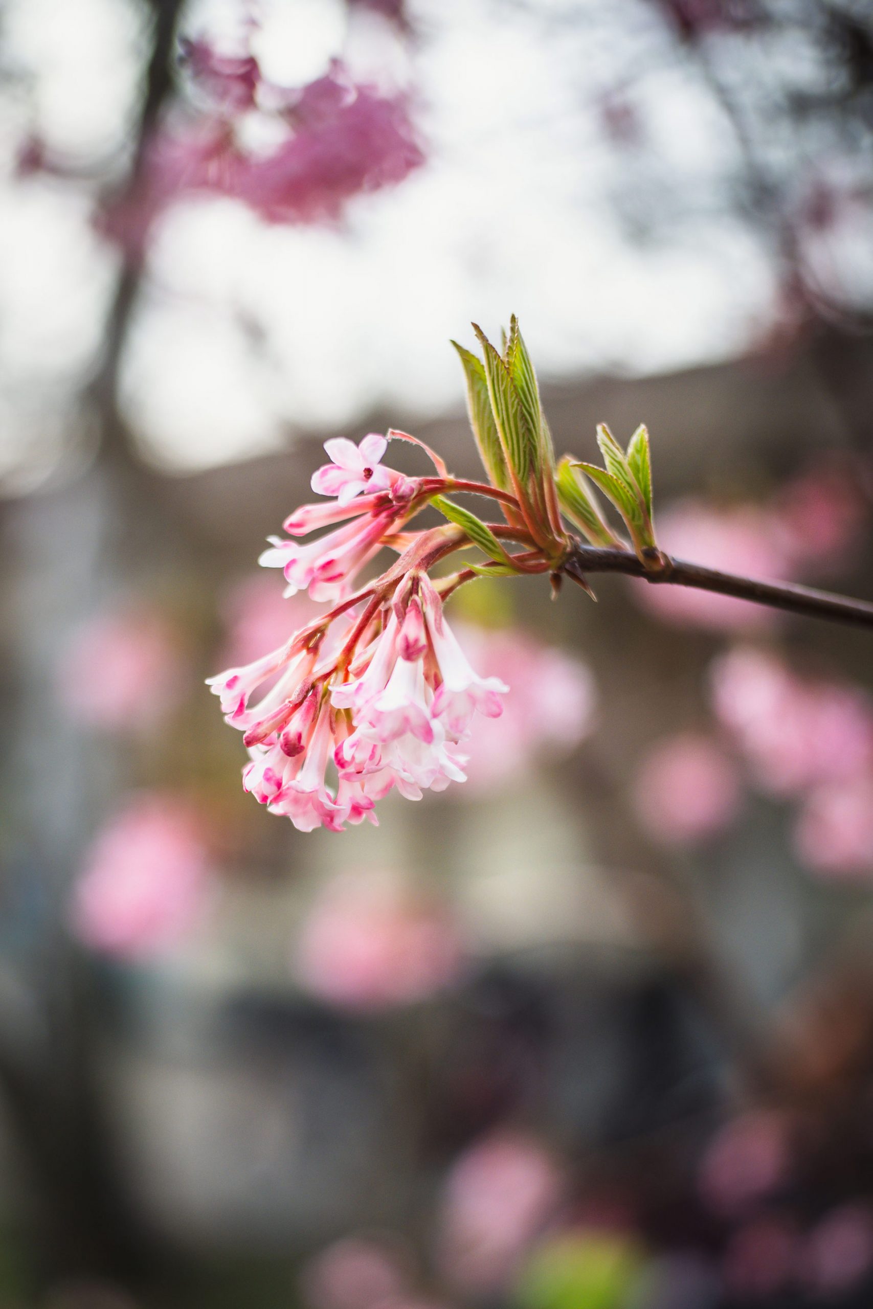 Blüte fotografiert mit dem TTartisan 25mm f2