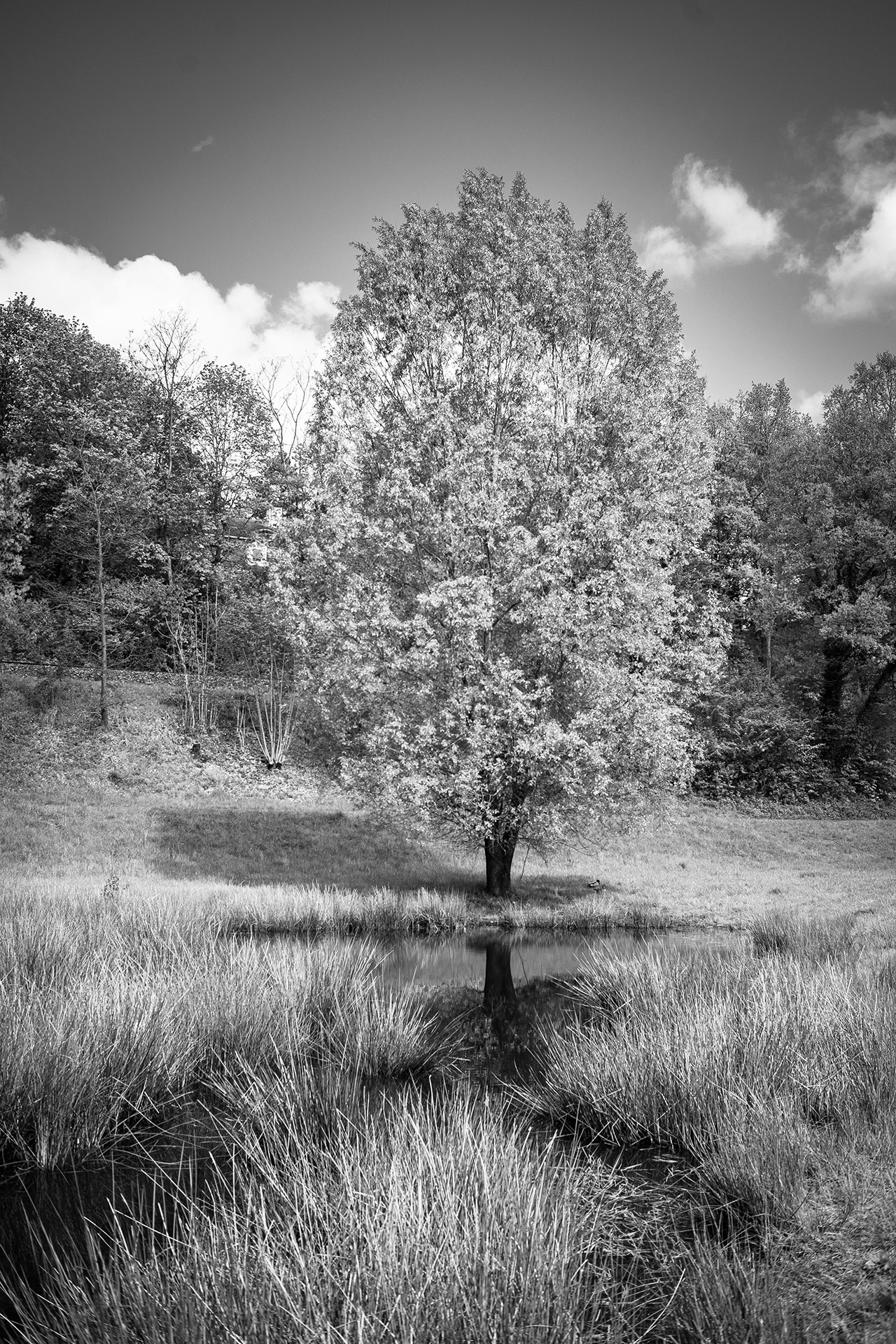 Nürnberg Pegniztal fotografiert mit dem TTartisan 25mm f2