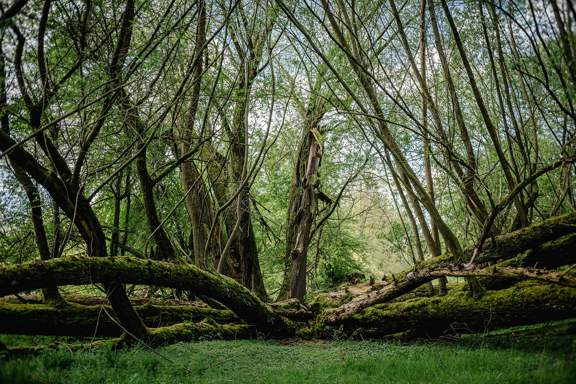 Nürnberg Pegniztal fotografiert mit dem TTartisan 25mm f2