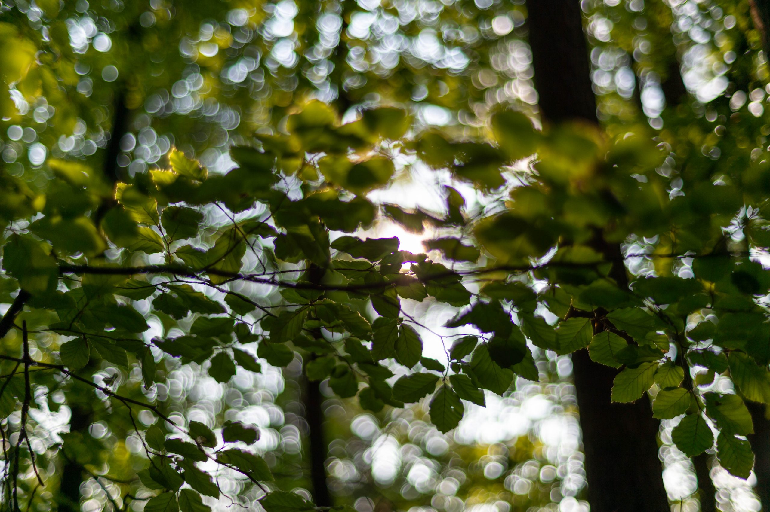 Farbsäume mit Zeiss Planar T* 1,4/50 ZF.2 bei Offenblende