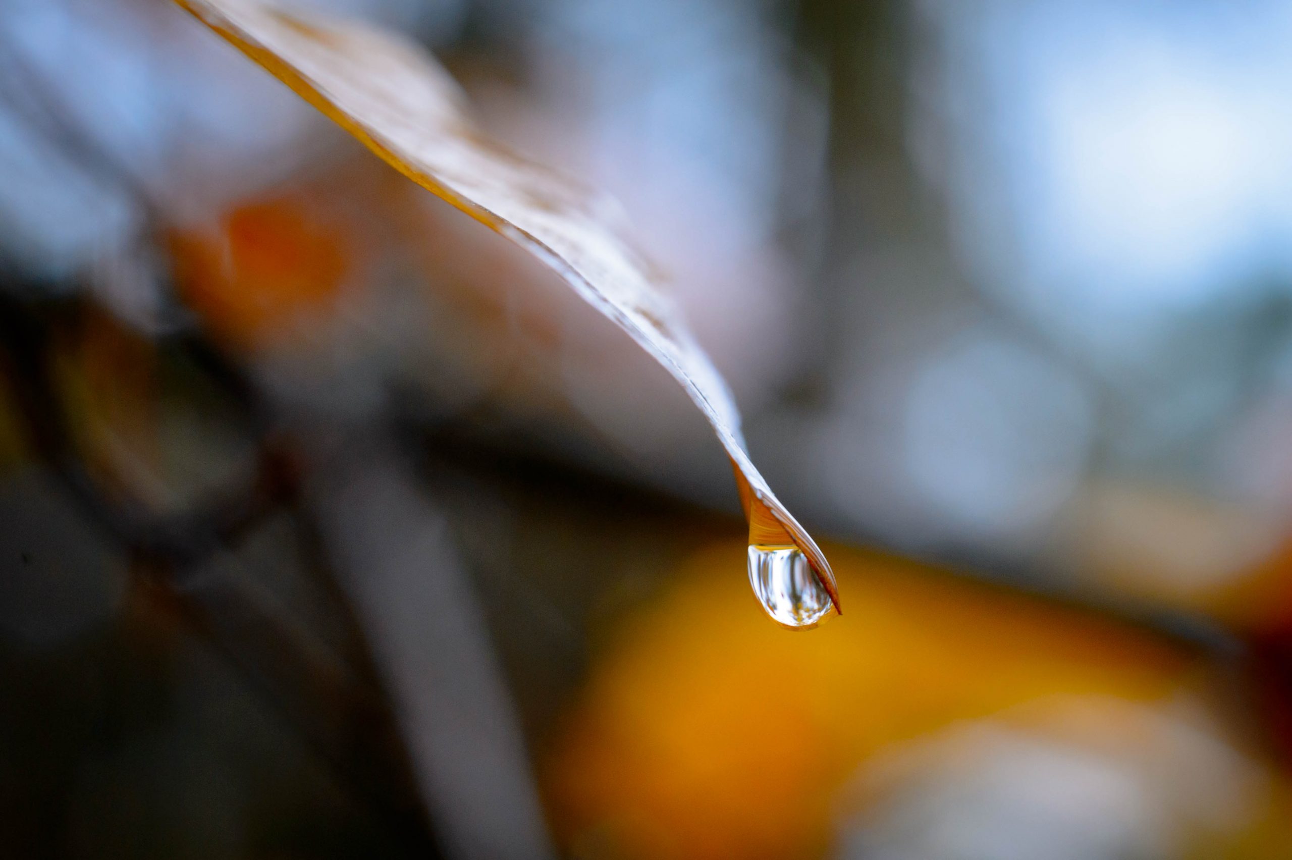 Aufgenommen mit dem Nikon AI Micro-Nikkor 55mm f/3.5