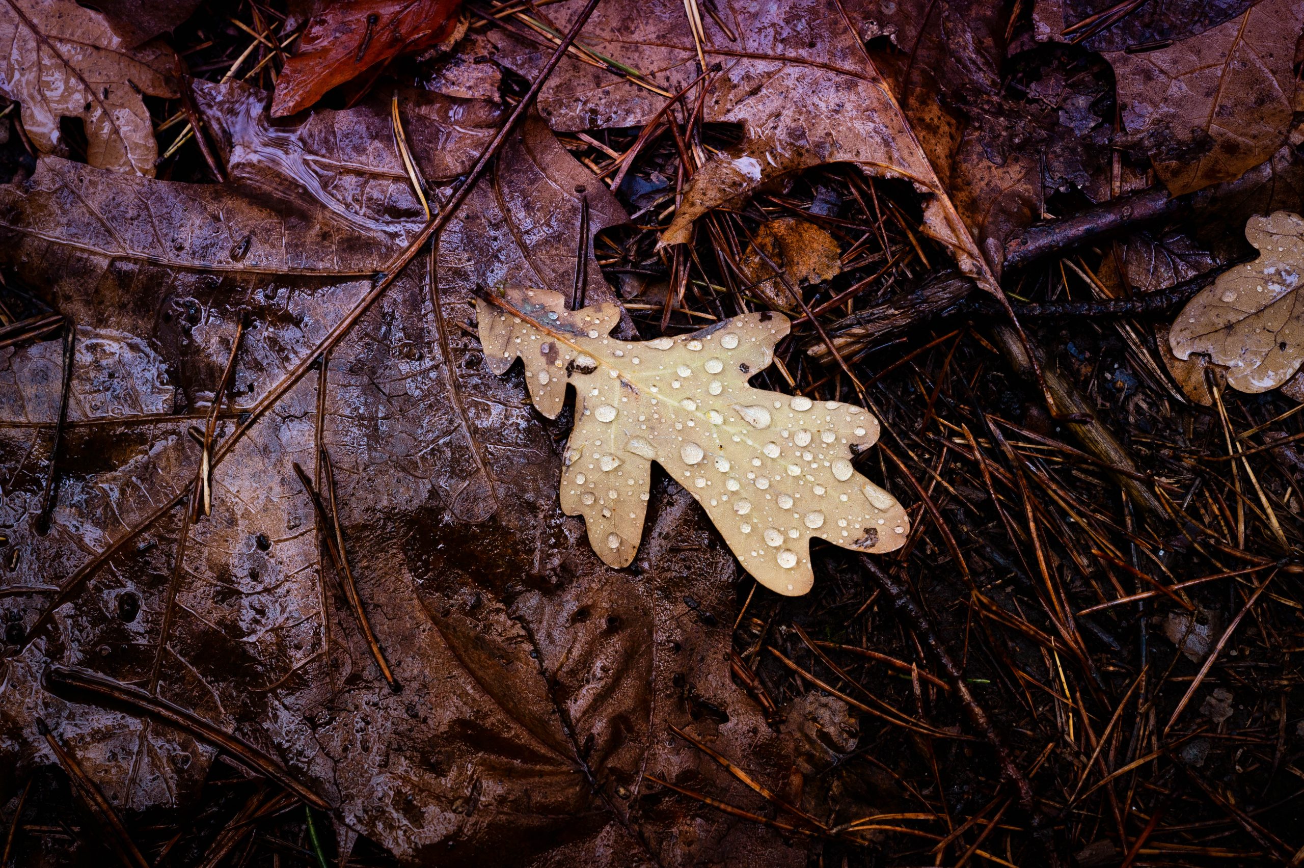 Aufgenommen mit dem Nikon AI Micro-Nikkor 55mm f/3.5