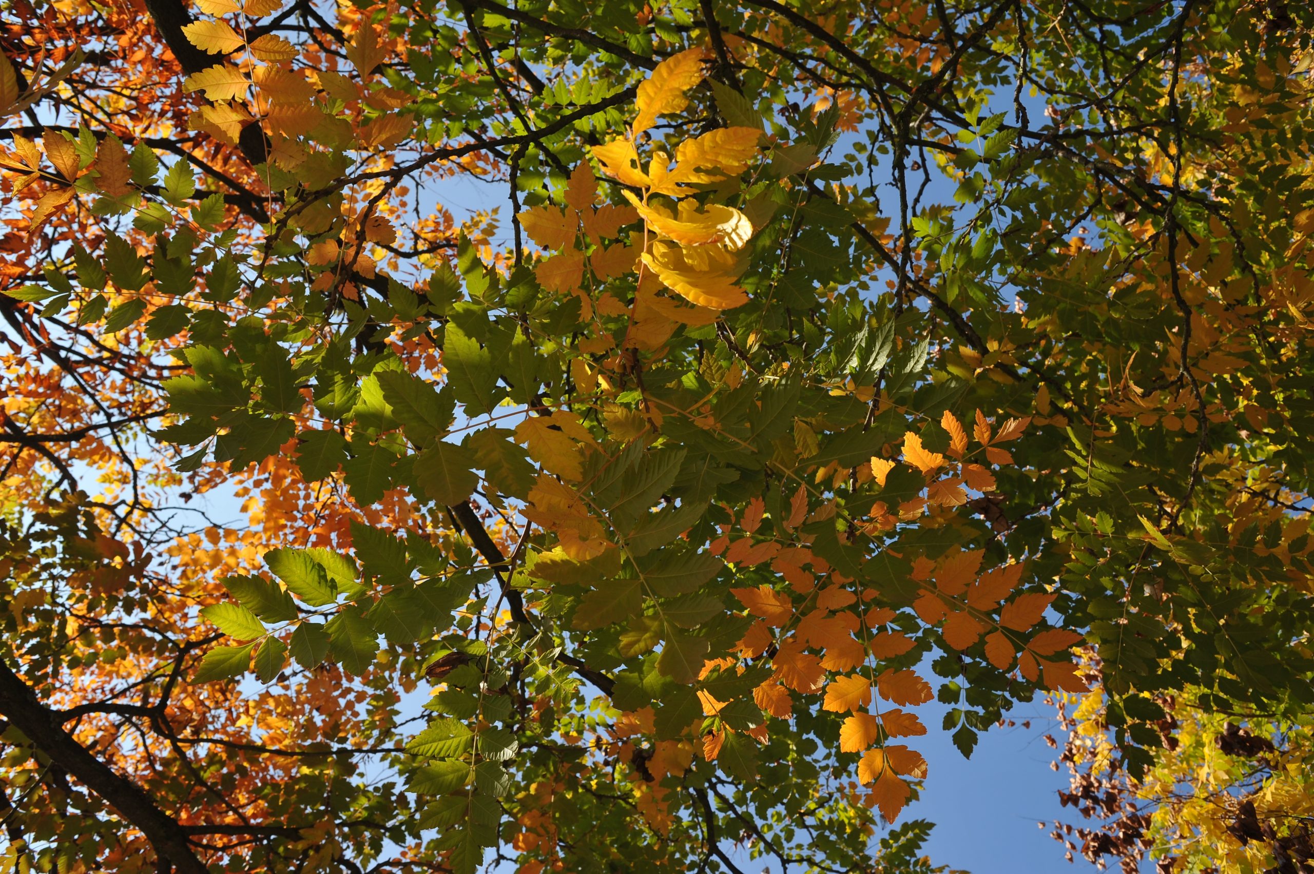 Beispielfoto aufgenommen mit dem Nikon AI Nikkor 28mm f/2.0