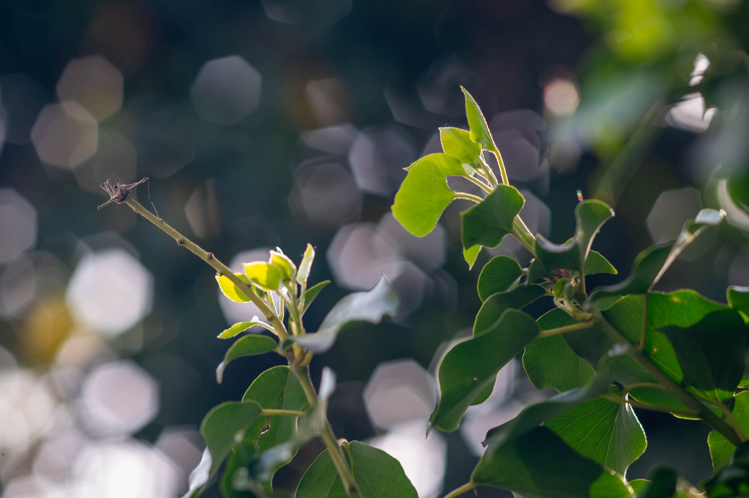 Nikon AI Nikkor 135mm f/2.8 bei f/4, 1/100s, ISO100 an Nikon Df