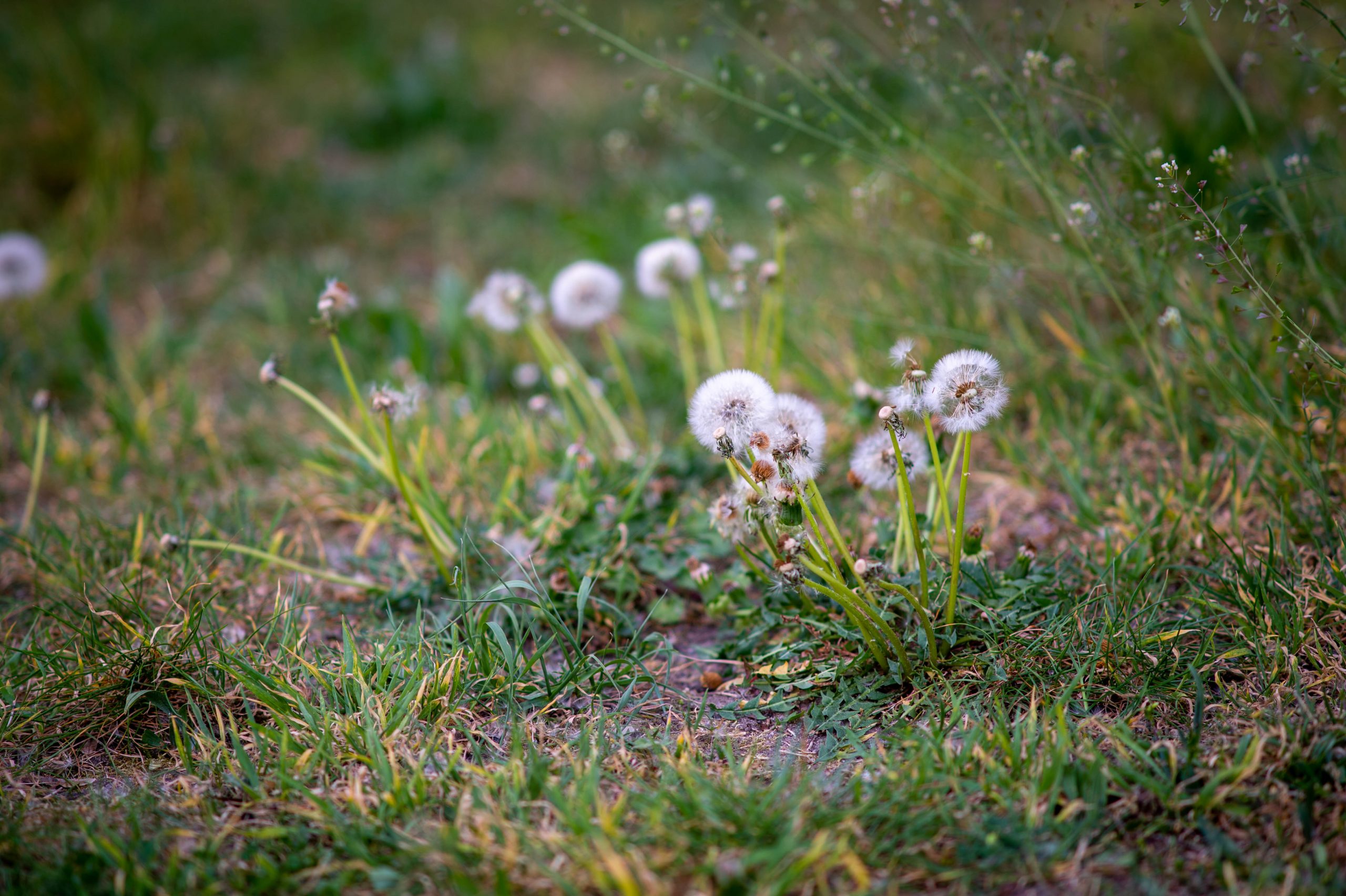 Nikon AI Nikkor 135mm f/2.8 bei f/2.8, 1/320s, ISO100 mit Nikon Df