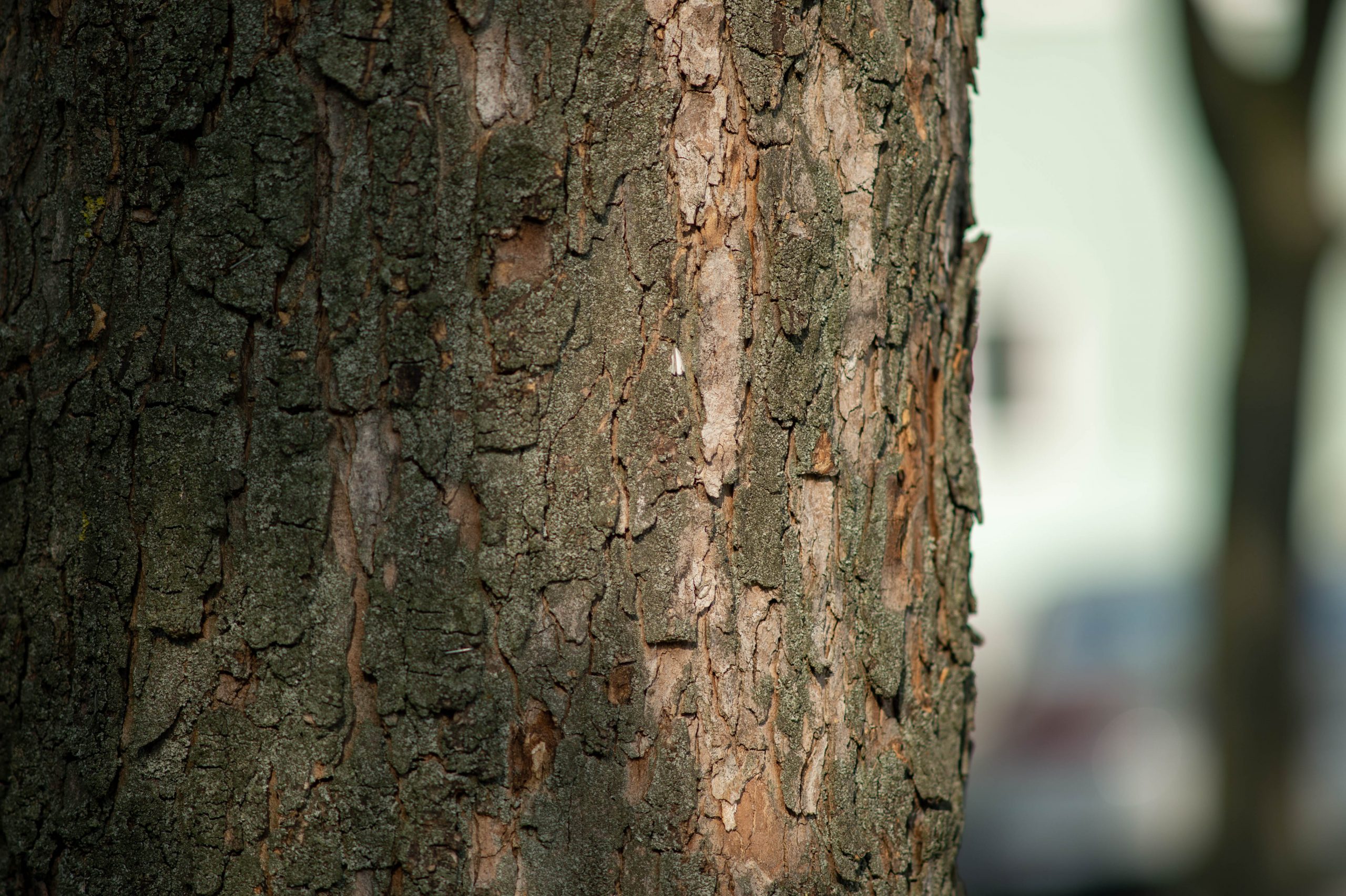 Fotografiert mit Nikon AI Nikkor 135mm f/2.8 an einer Nikon Df