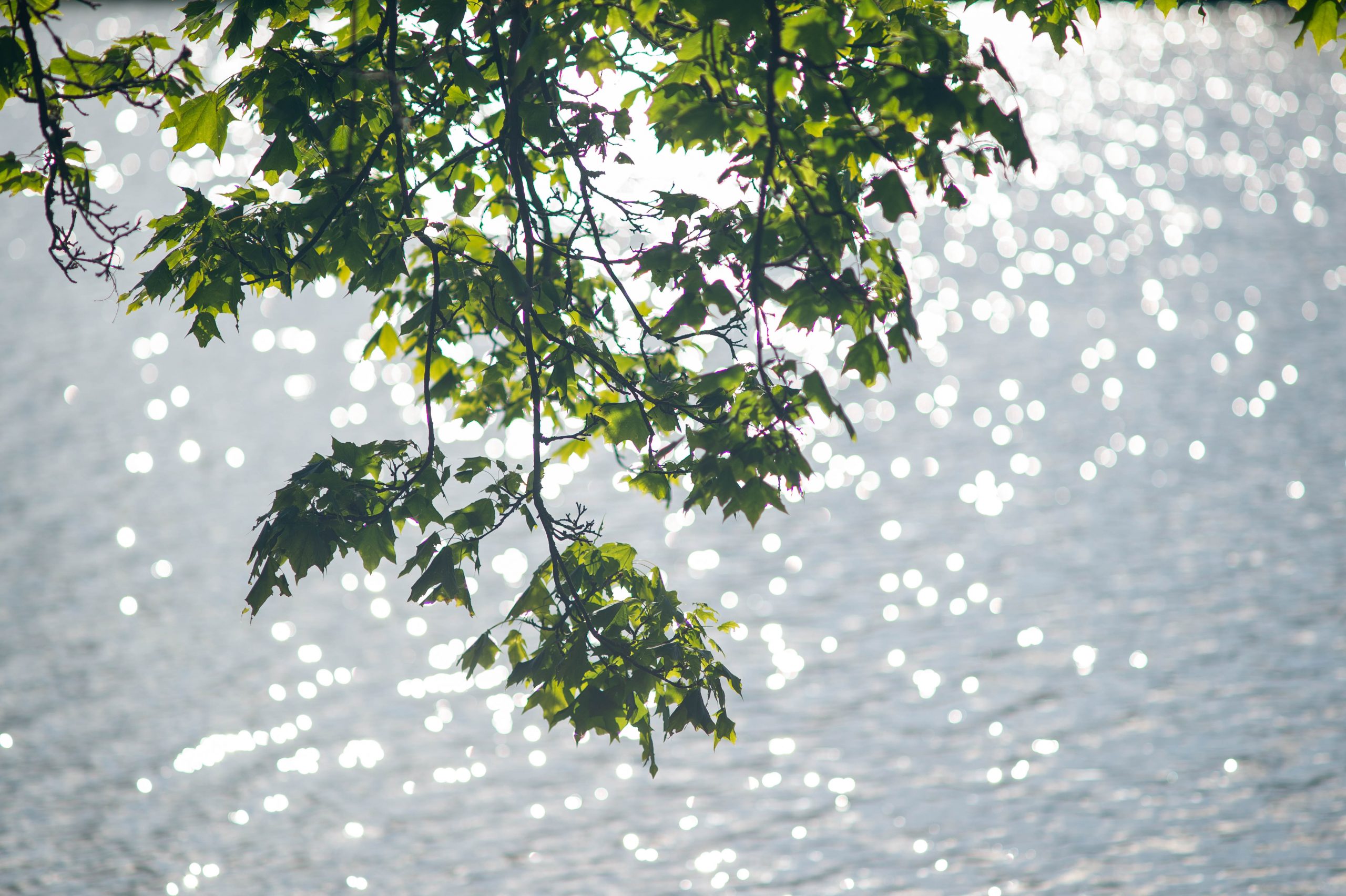 Fotografiert mit Nikon AI Nikkor 135mm f/2.8 an einer Nikon Df