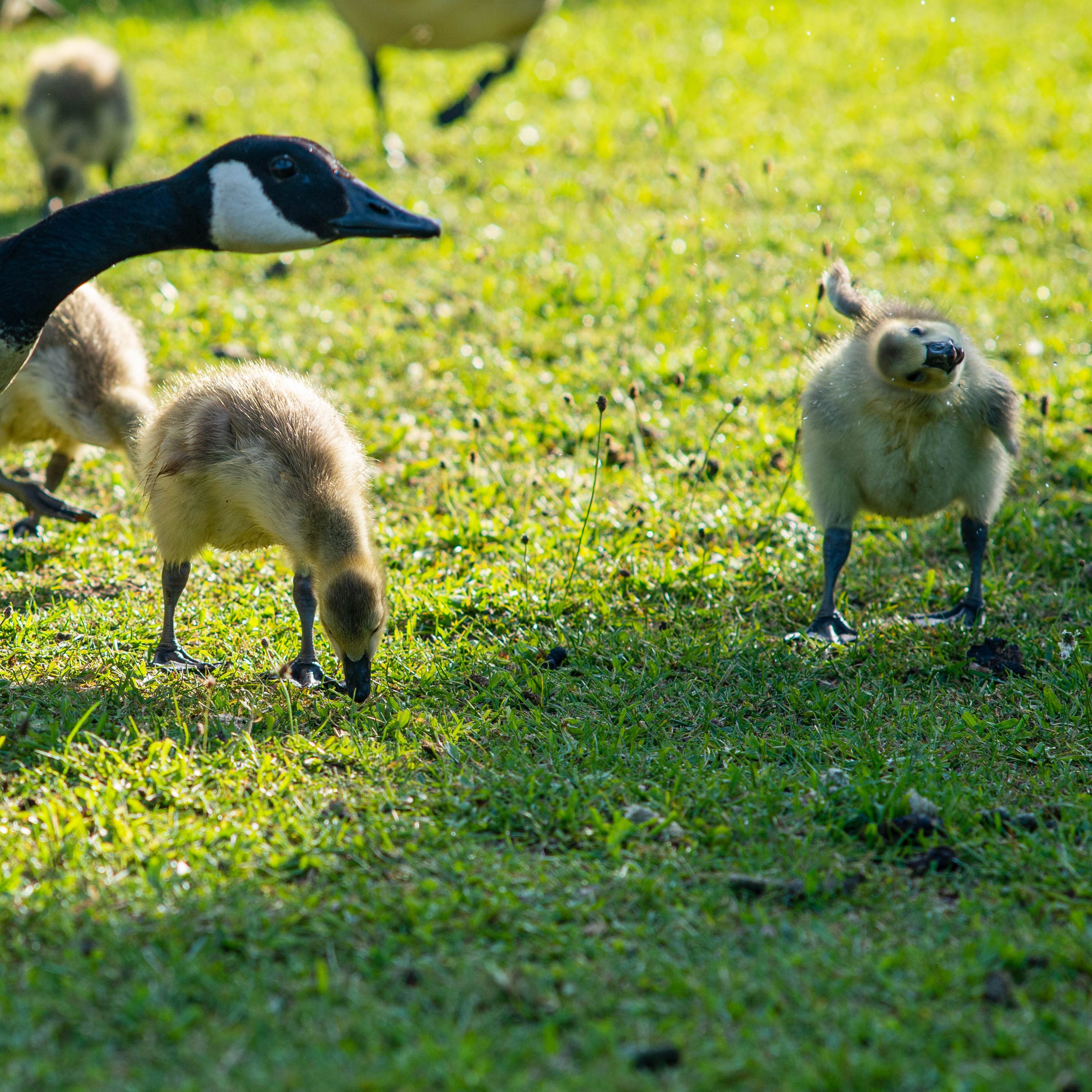 Fotografiert mit Nikon AI Nikkor 135mm f/2.8 an einer Nikon Df