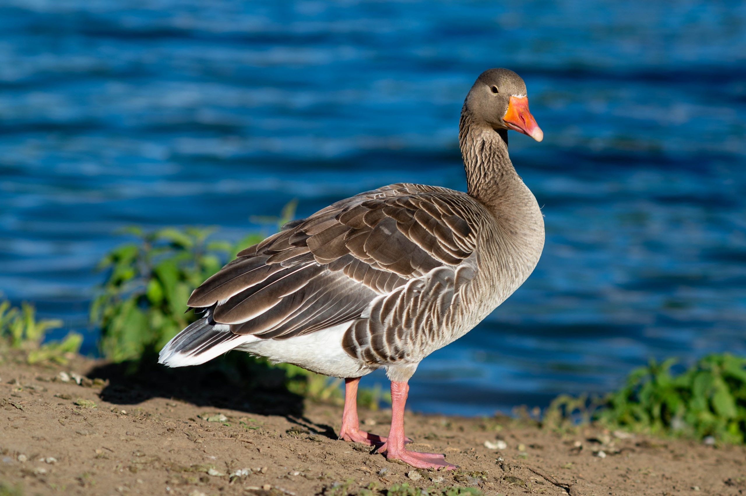 Fotografiert mit Nikon AI Nikkor 135mm f/2.8 an einer Nikon Df