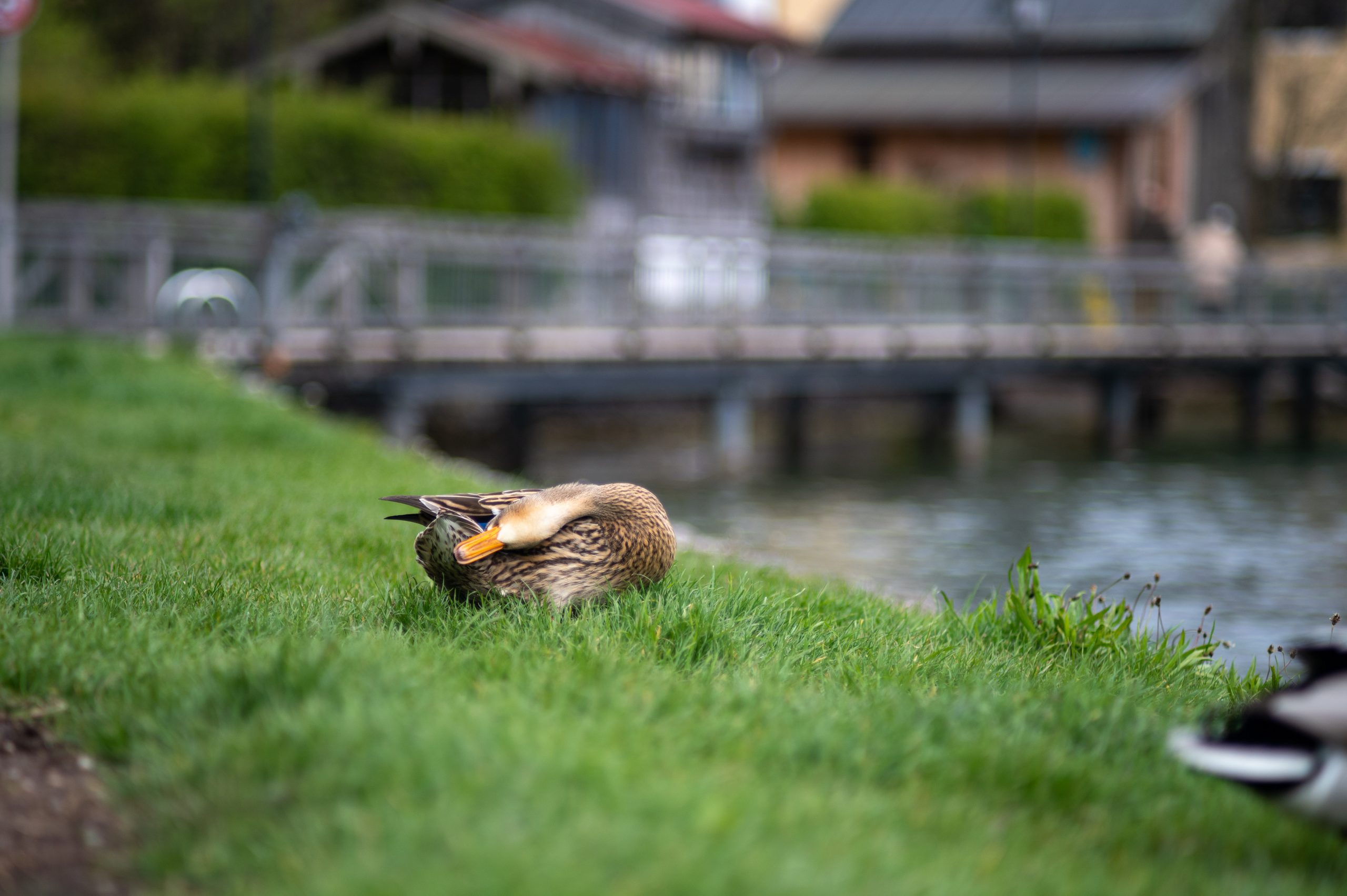 Fotografiert mit dem Tokina RMC 135mm f/2.8 an einer Nikon D780