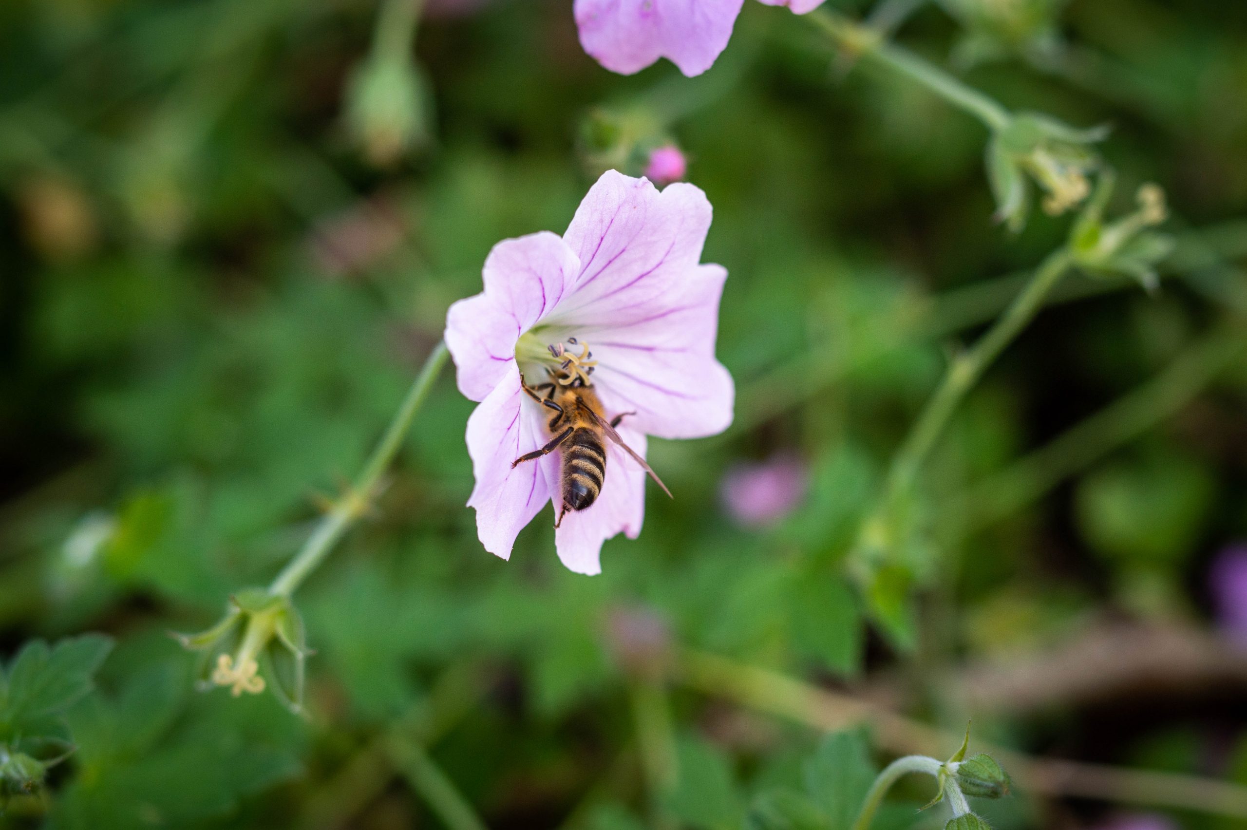 Fotografiert mit Nikon AI Micro-Nikkor 105mm f/4 an Nikon Df