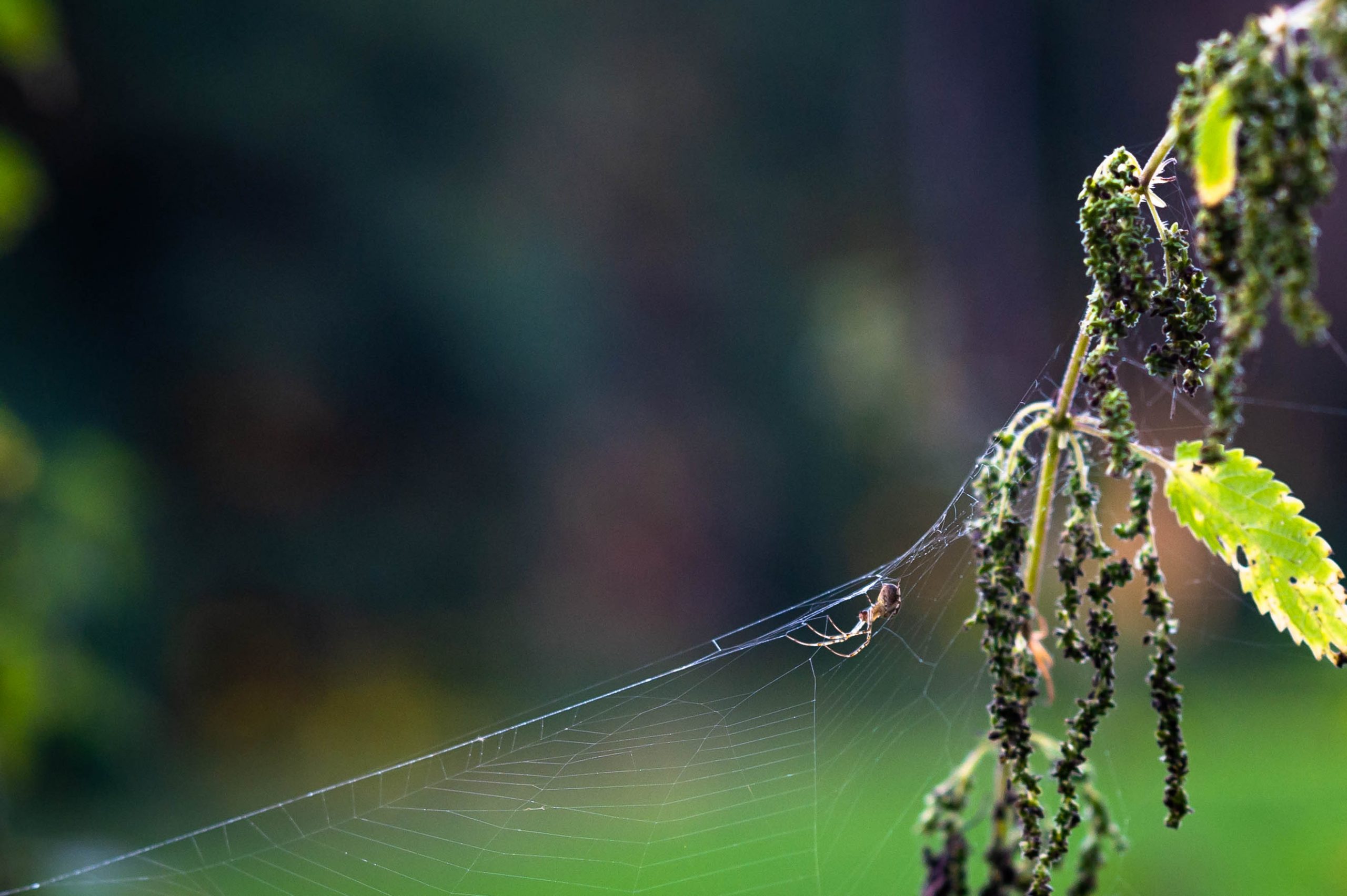 Fotografiert mit Nikon AI Micro-Nikkor 105mm f/4 an Nikon Df