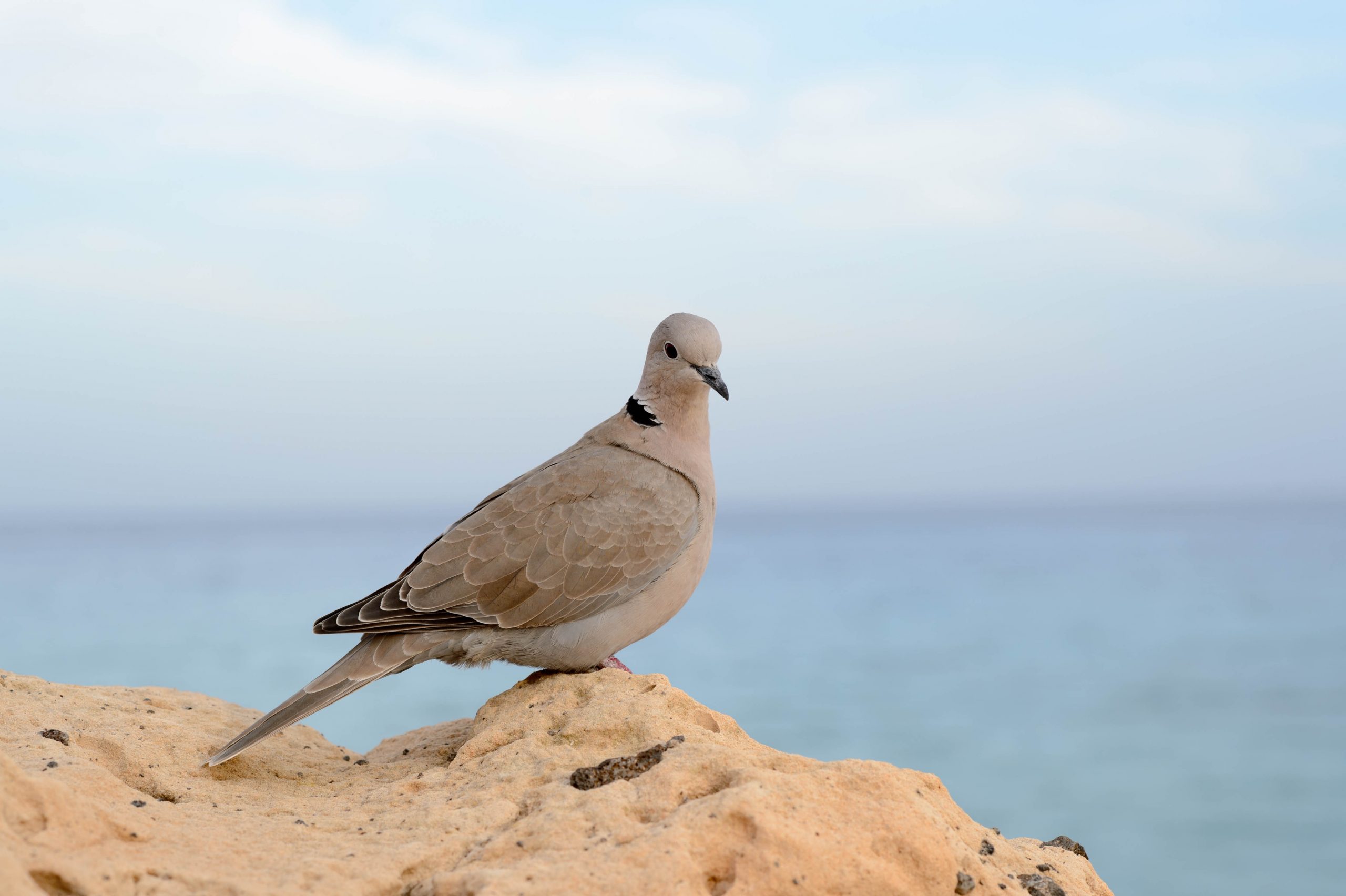 Fotografiert mit Nikon AI-s Nikkor 85mm f/2.0 an einer Nikon Df