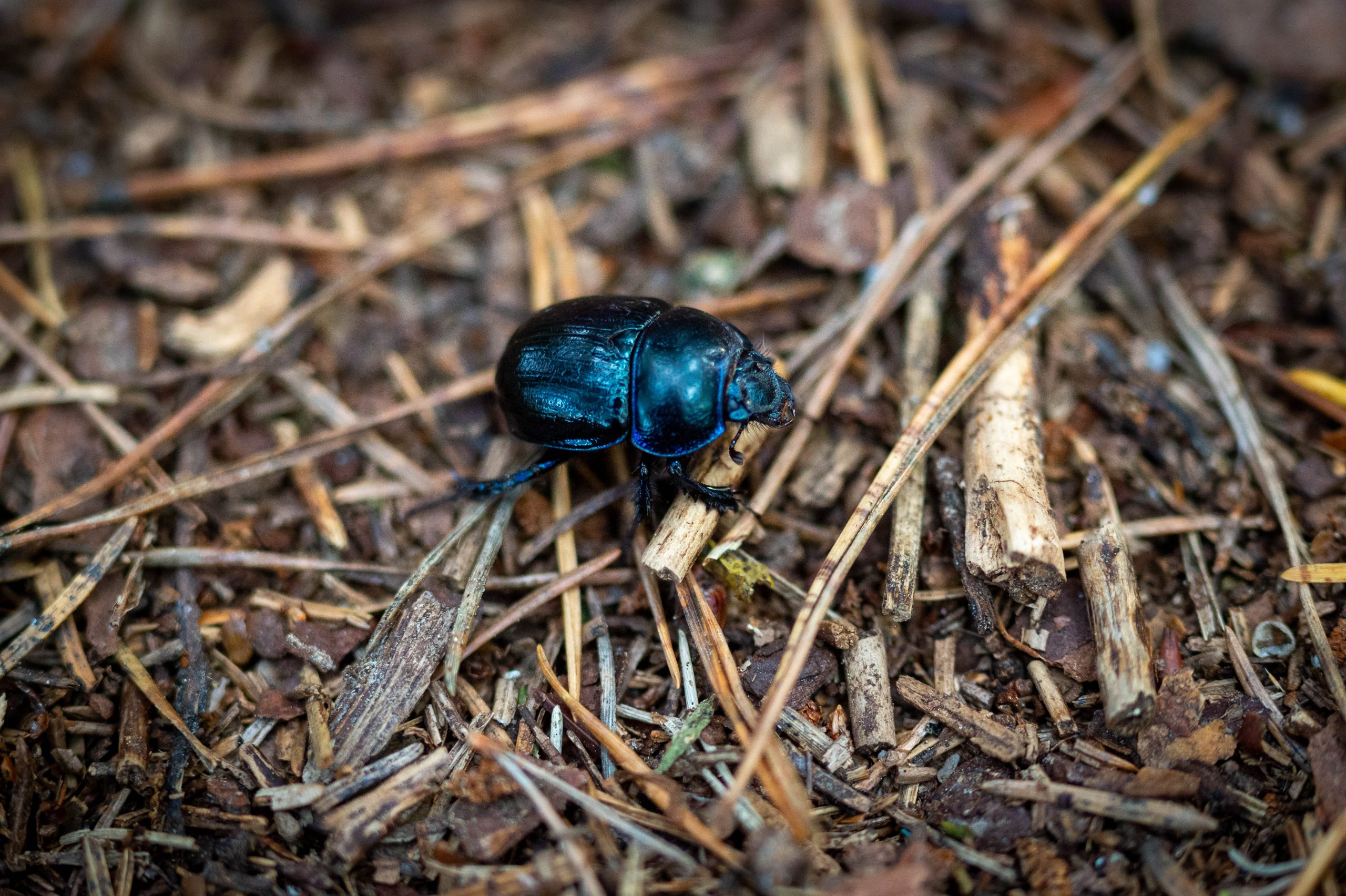 Waldmistkäfer, ca. 1,5cm groß. Nikon AI Micro-Nikkor 105mm f/4 bei f/4, ISO4000, 1/100s. Ausschnittsvergrößerung.