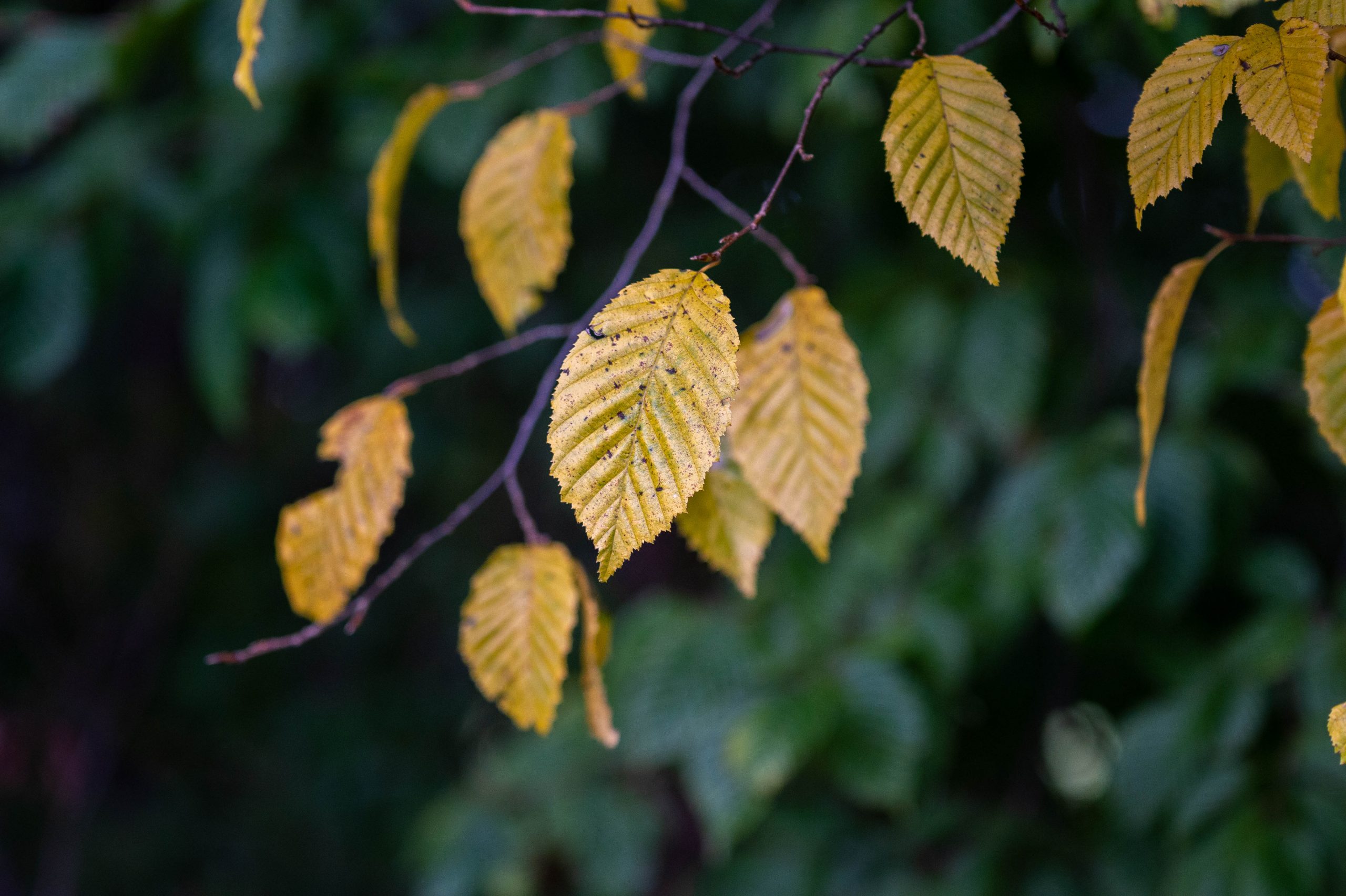 Fotografiert mit Nikon AI Micro-Nikkor 105mm f/4 an Nikon Df