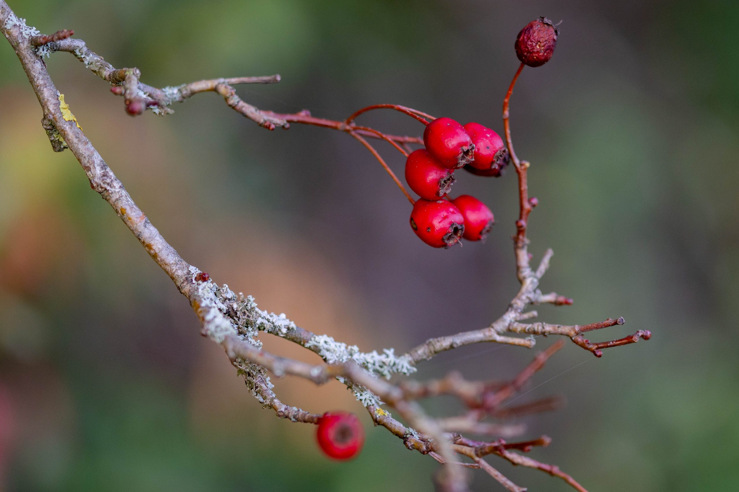 Fotografiert mit Nikon AI Micro-Nikkor 105mm f/4 an Nikon Df