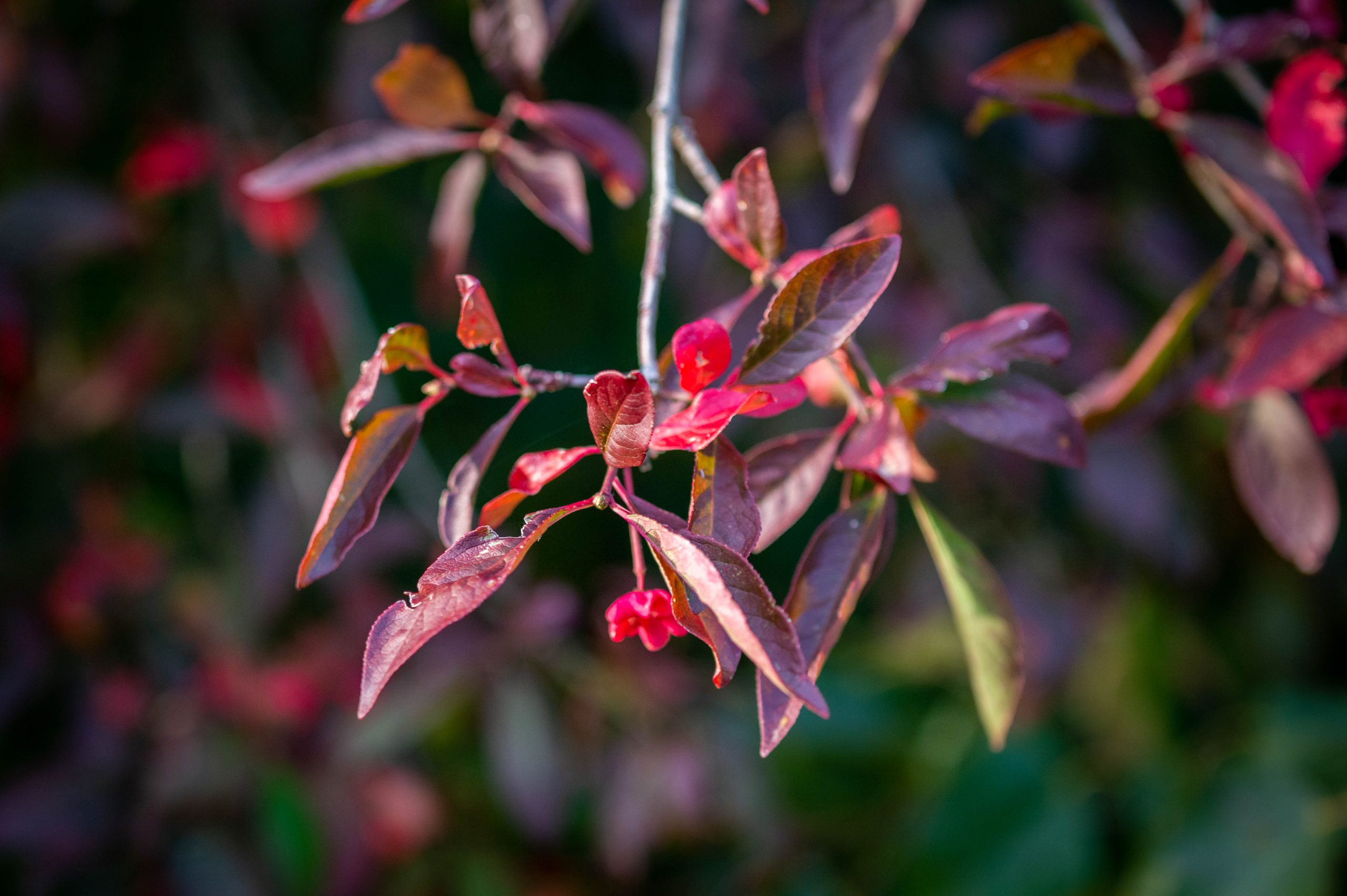 Fotografiert mit Nikon AI Micro-Nikkor 105mm f/4 an Nikon Df