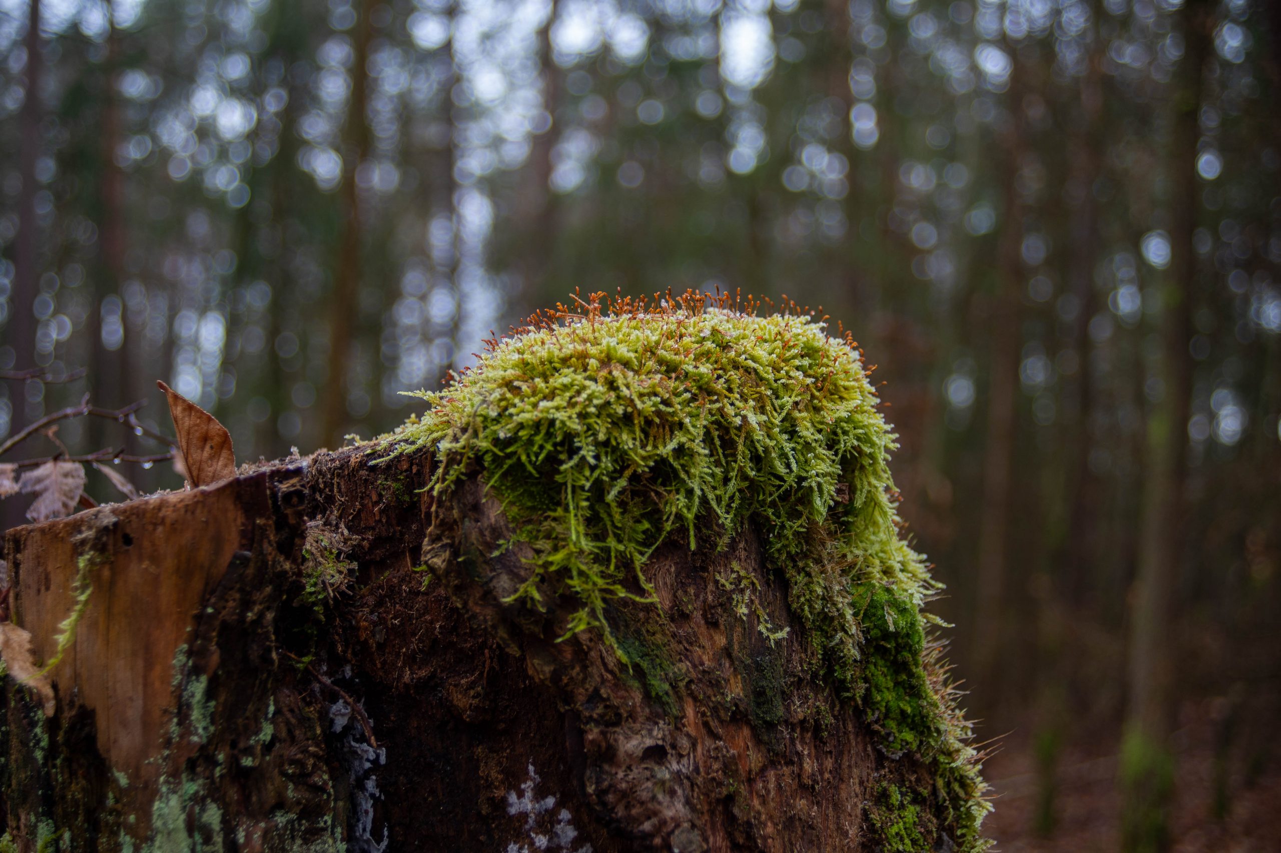 Aufgenommen mit Nikon Df und Nikon AF Nikkor 24-50mm f3.3-4.5 bei 50mm und f/4.5