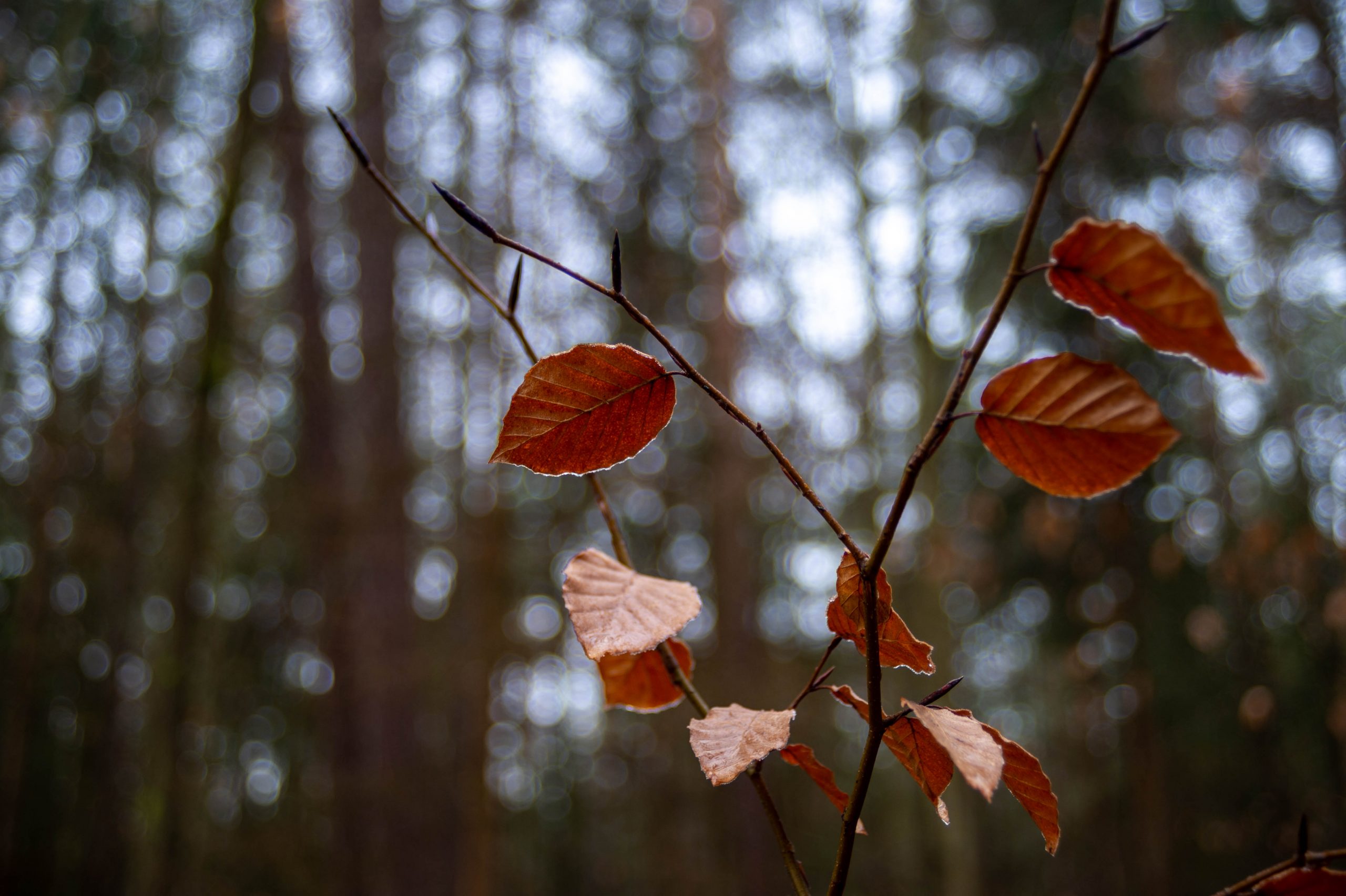 Aufgenommen mit Nikon Df und Nikon AF Nikkor 24-50mm f/3.3-4.5