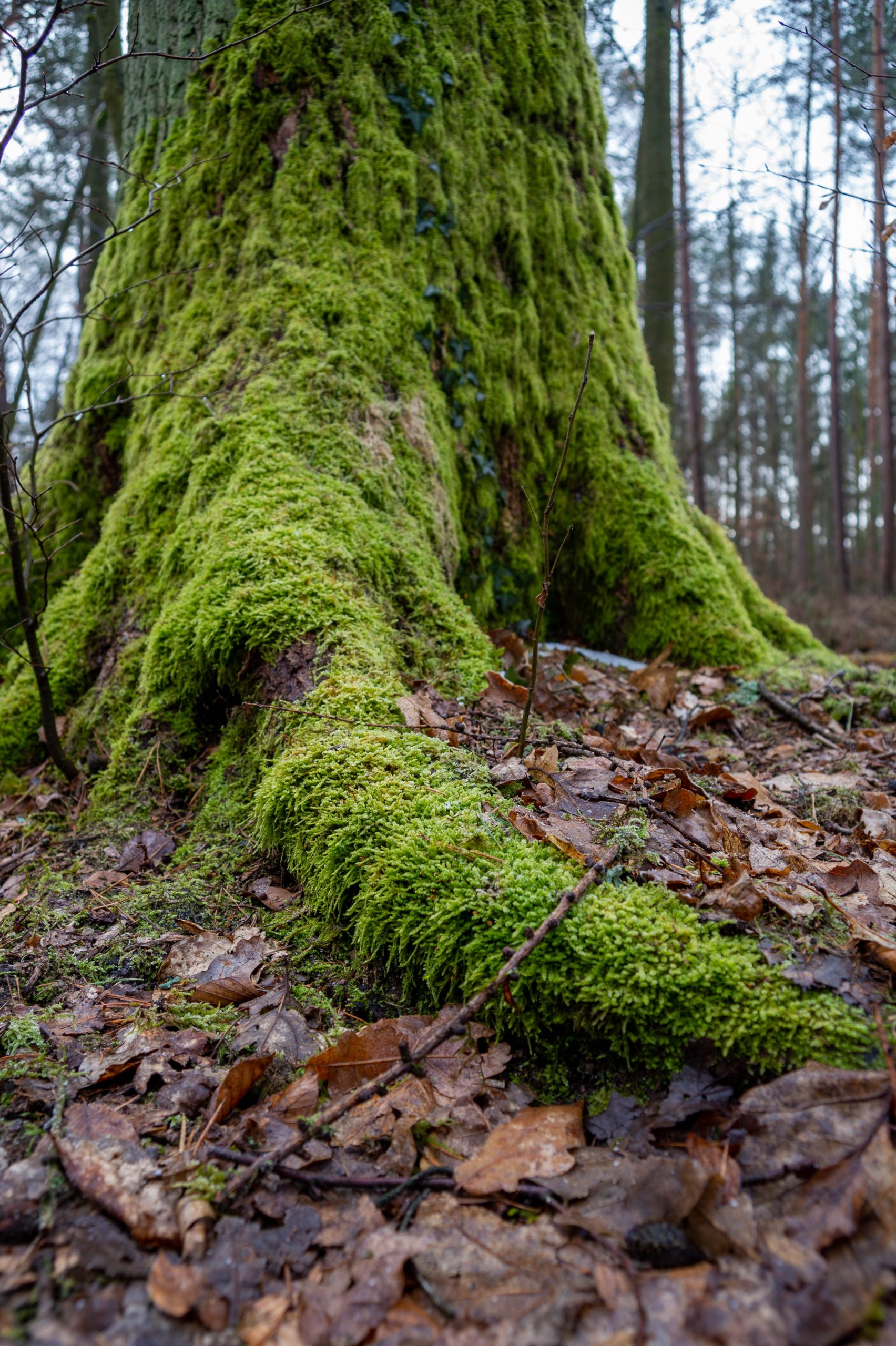 Aufgenommen mit Nikon Df und Nikon AF Nikkor 24-50mm f/3.3-4.5