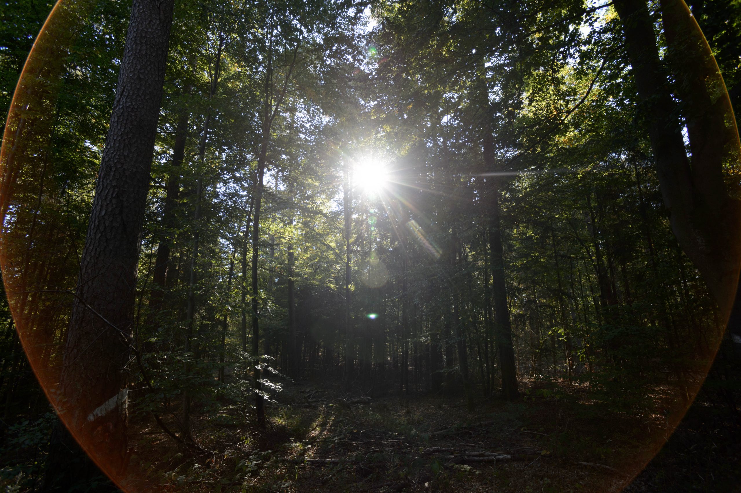 Tokina AT-X 17 AF Verhalten bei Gegenlicht.