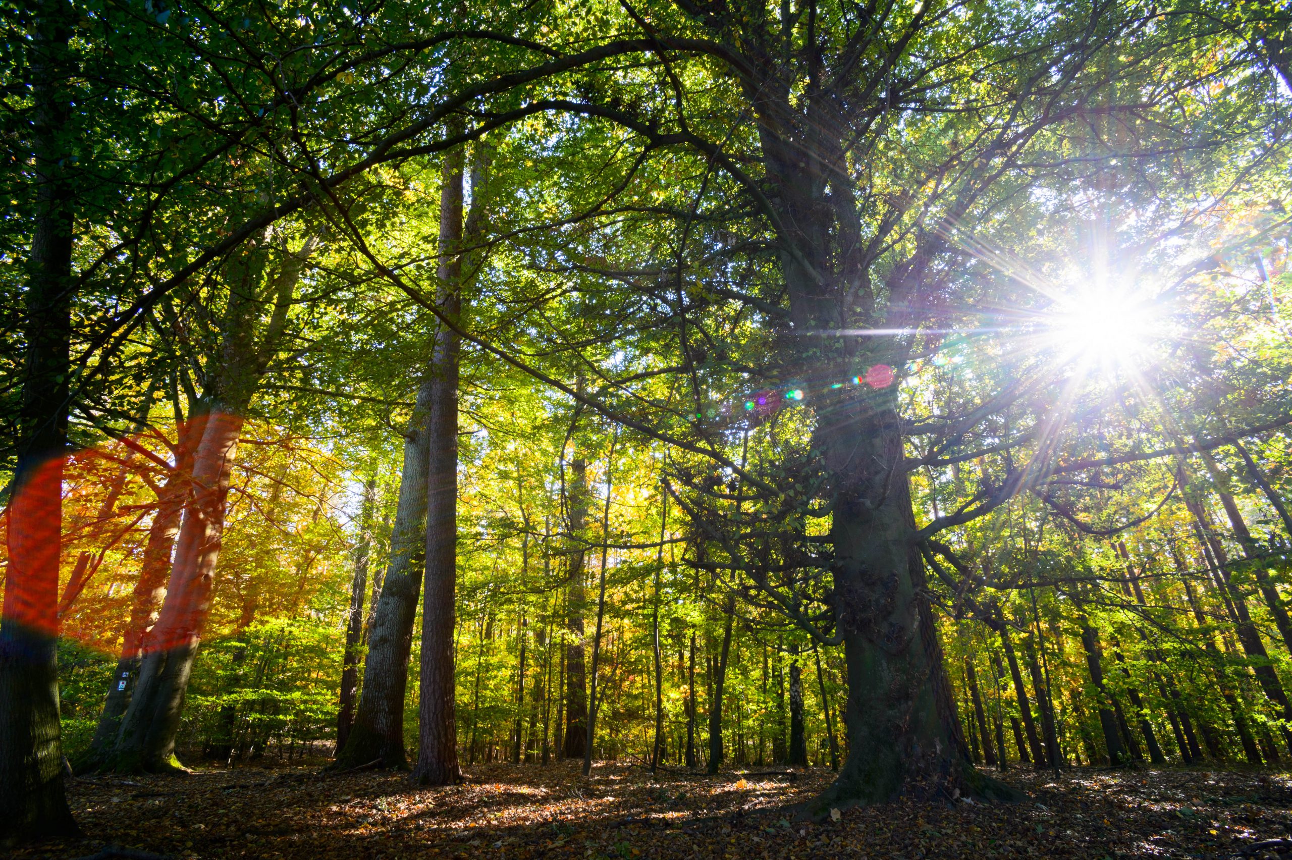 Tokina AT-X 17 AF Verhalten bei Gegenlicht.