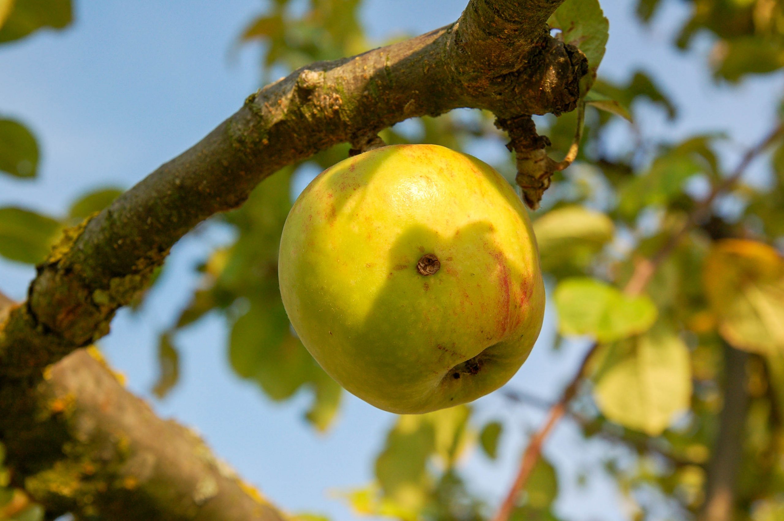 Fotografiert mit Tamron SP AF 17-50mm f2.8 XR Di II LD IF an einer Nikon D50.