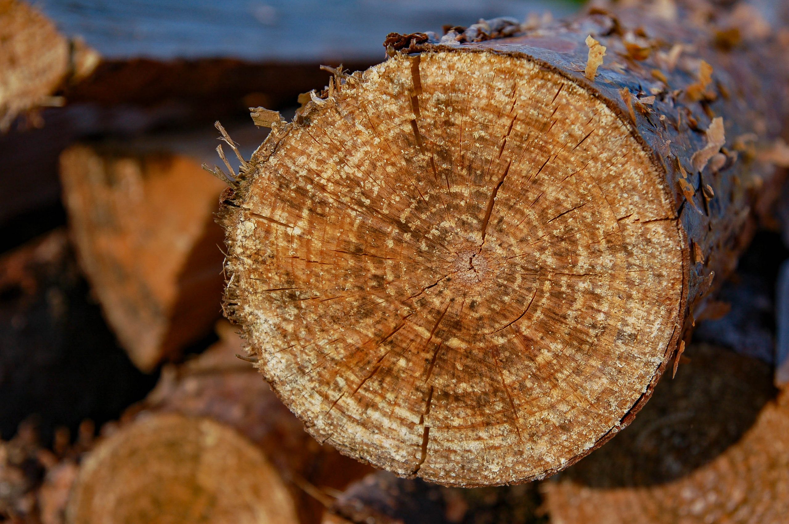 Fotografiert mit Tamron SP AF 17-50mm f2.8 XR Di II LD IF an einer Nikon D50.