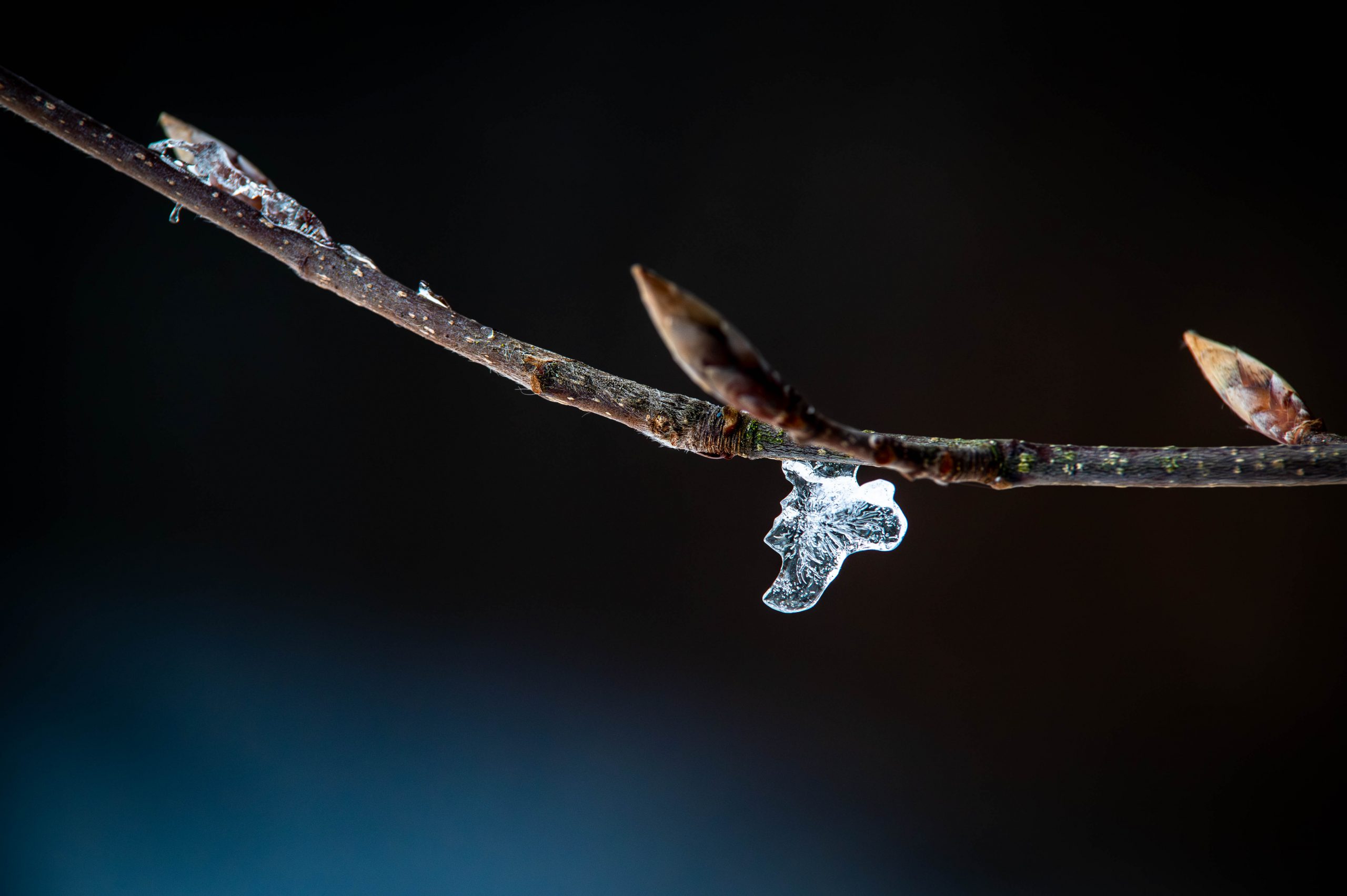 Fotografiert mit Tamron SP AF 70-200mm f/2.8 Di LD (IF) Macro (A001) an einer Nikon D780