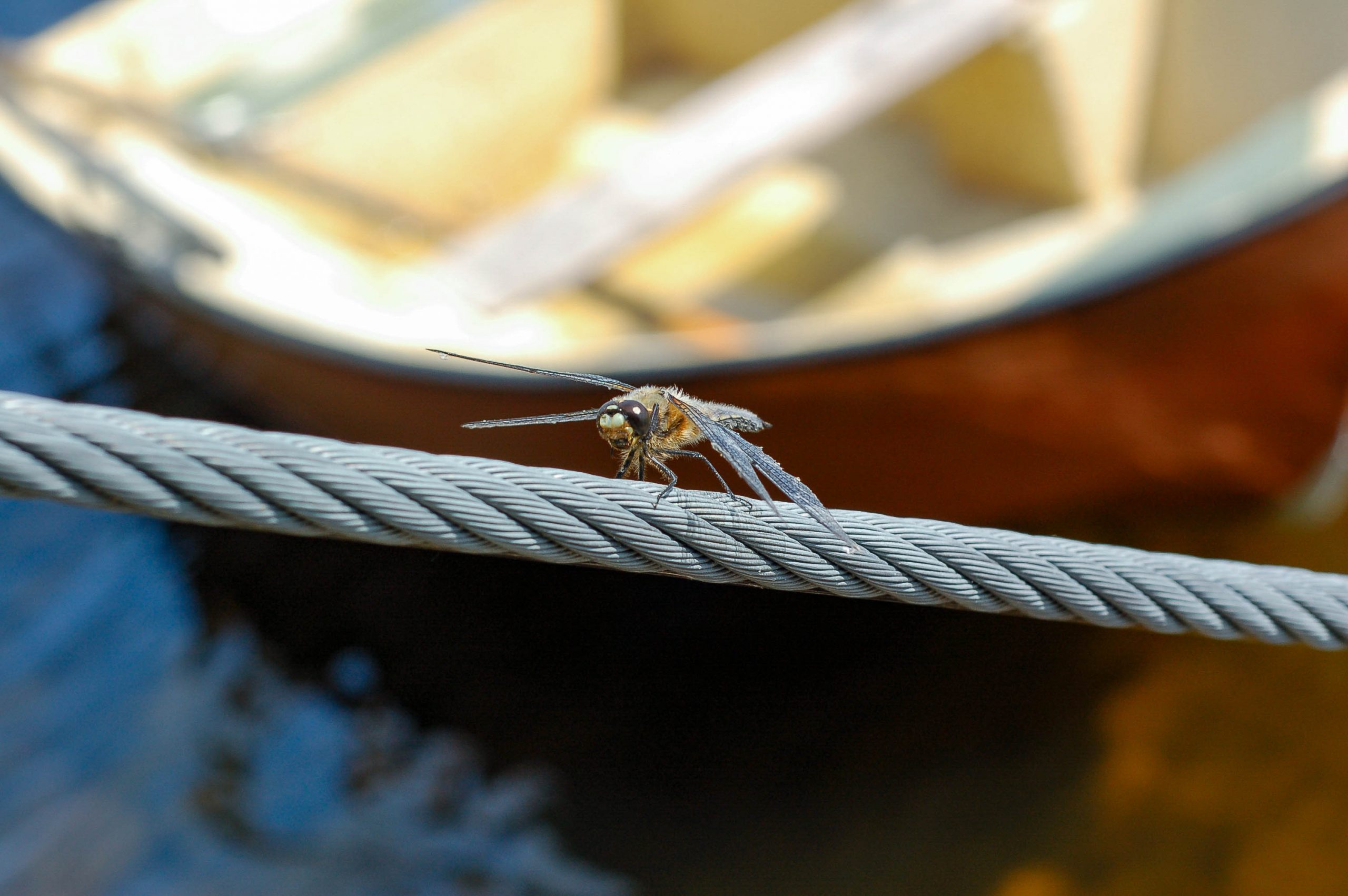 Aufgenommen mit Nikon D50 und Nikon AF Nikkor 50mm f/1.8 D