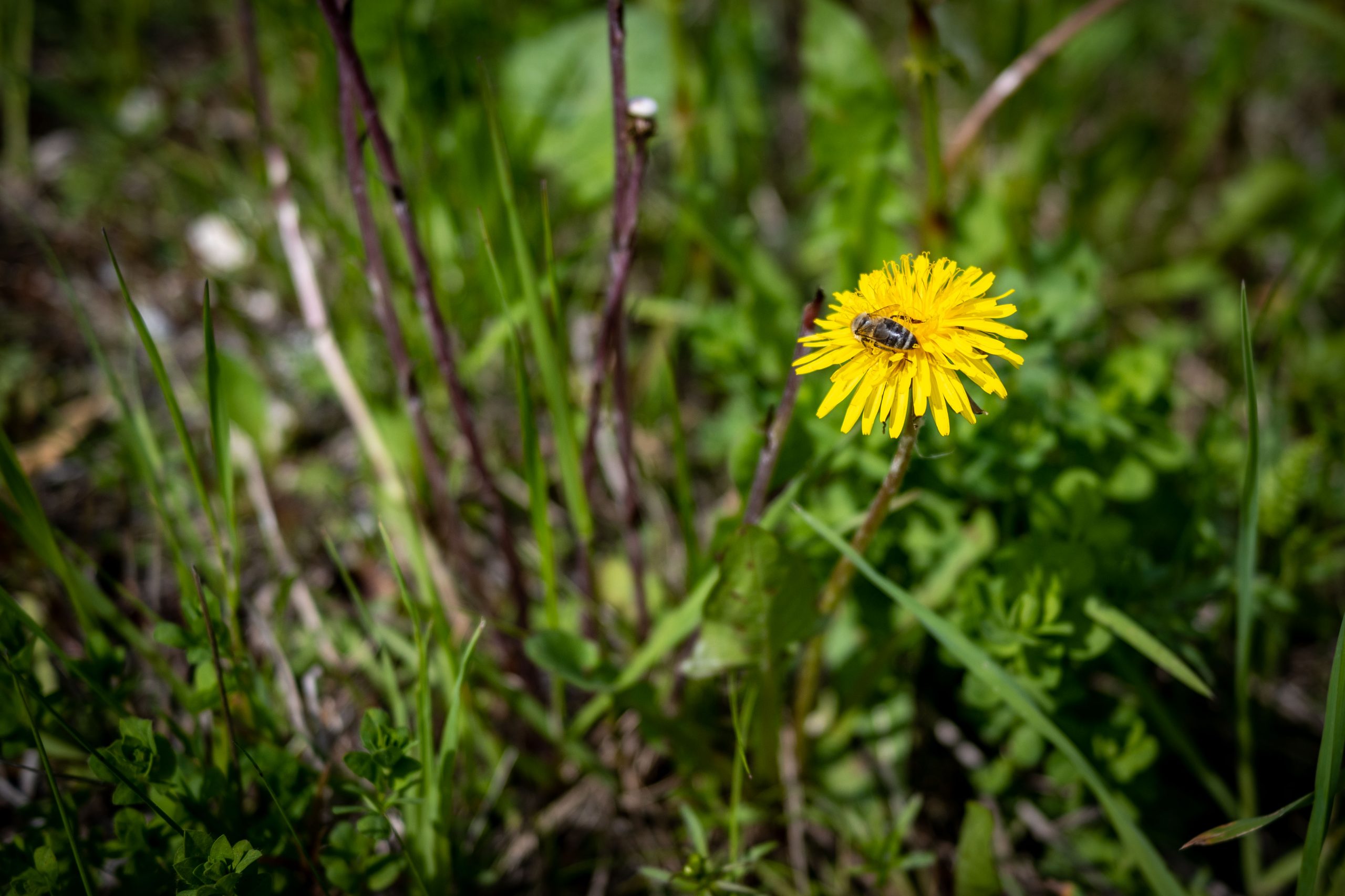 Fotografiert mit Nikon Z Nikkor 28mm f/2.8 an einer Nikon Zfc