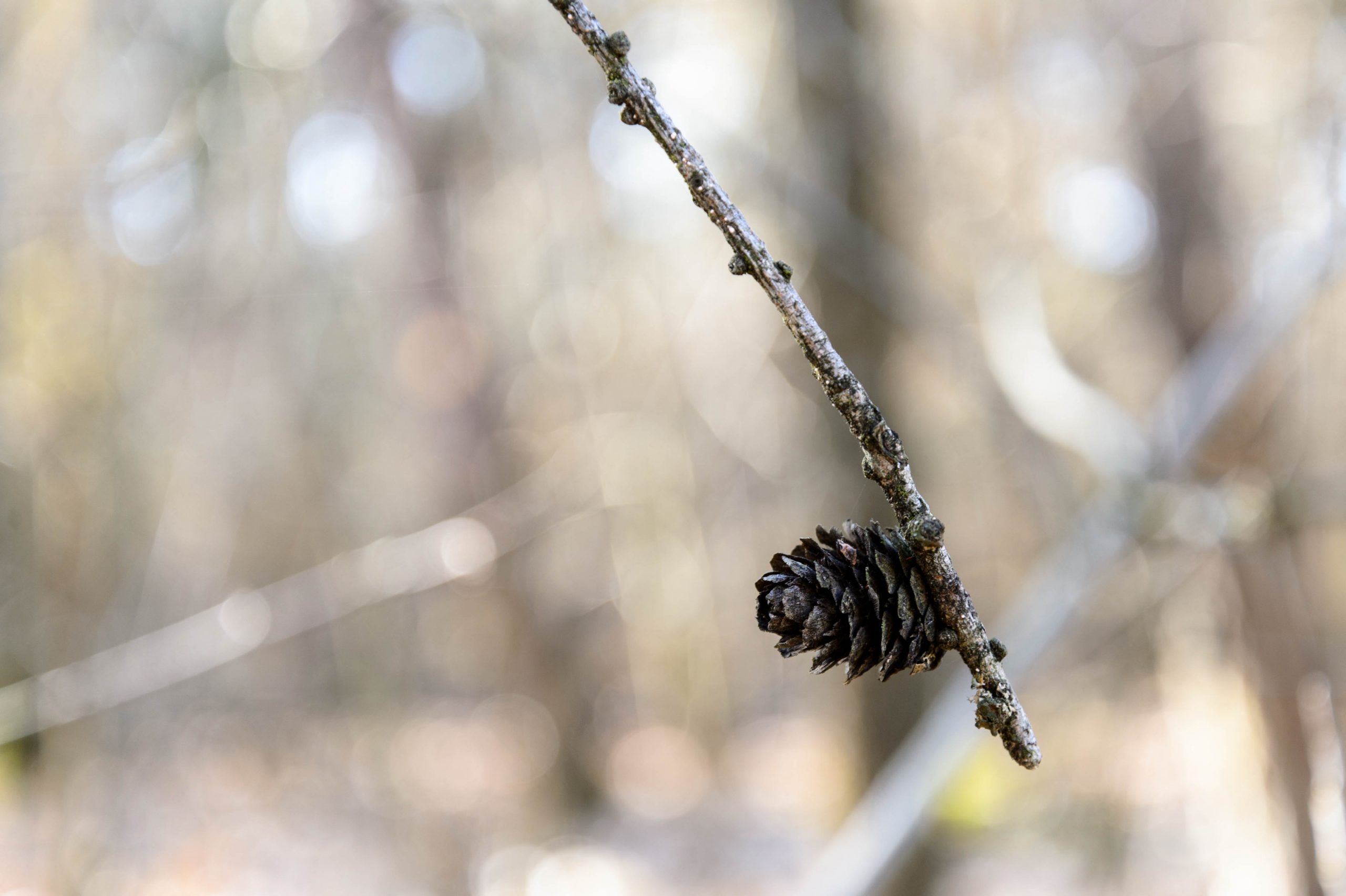 Fotografiert mit Nikon AF-S Nikkor 24-85mm f/3.5-4.5 G ED VR an einer Nikon Df