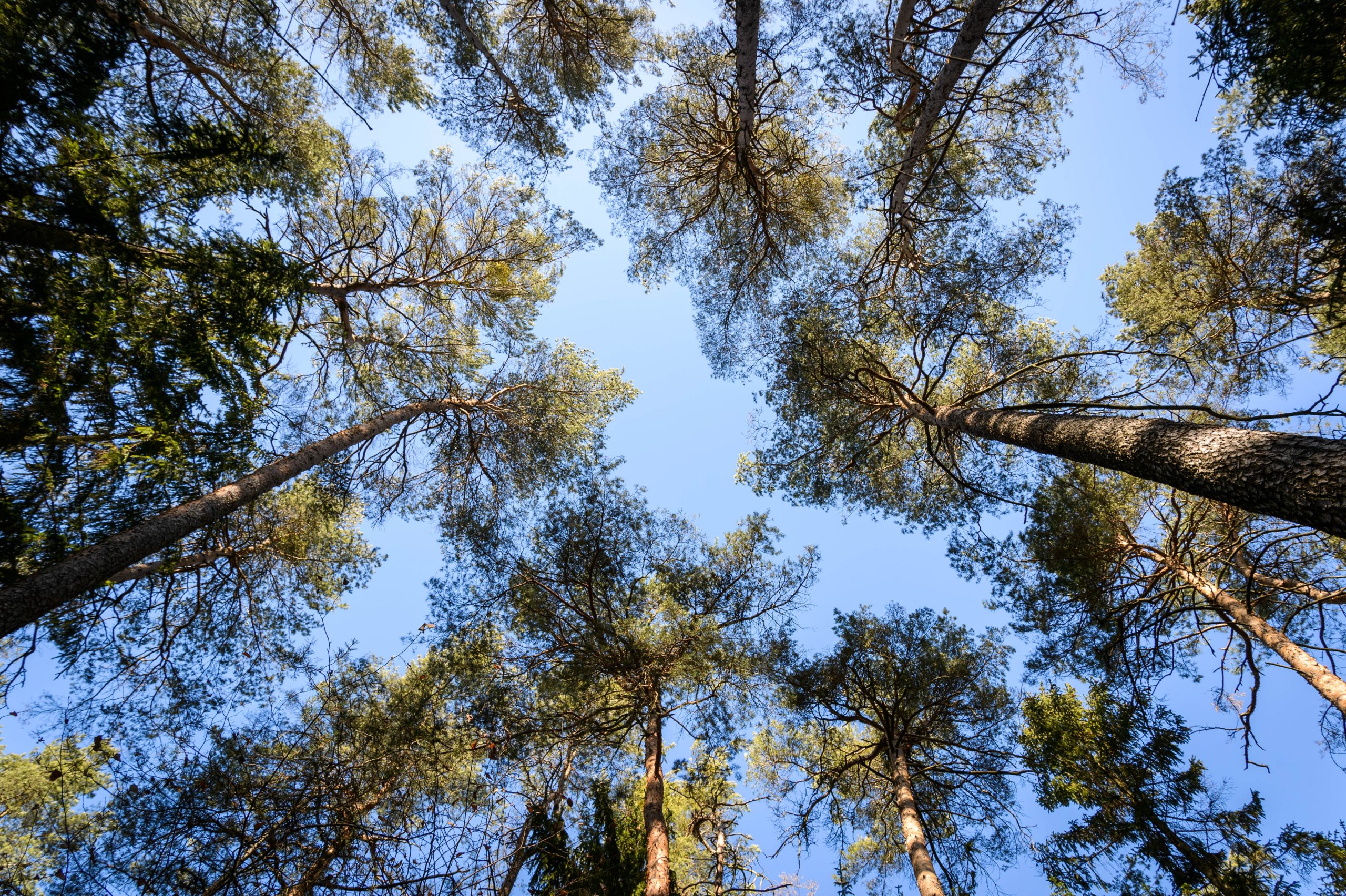 Fotografiert mit Nikon AF-S Nikkor 24-85mm f/3.5-4.5 G ED VR an einer Nikon Df