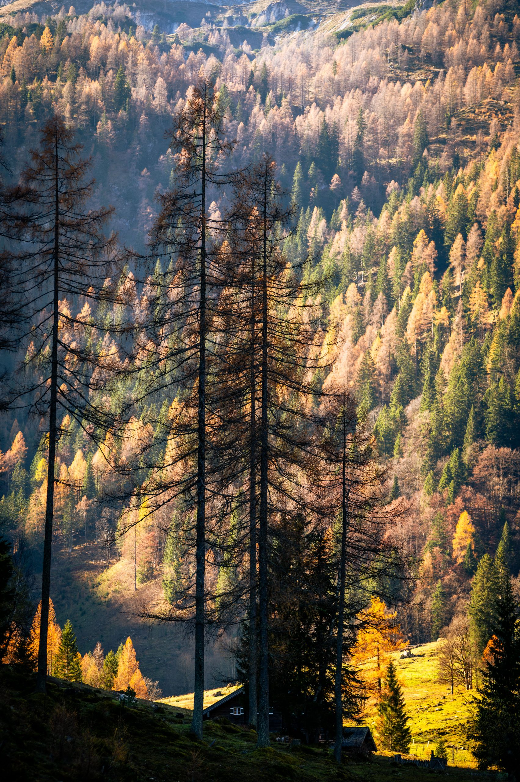 Fotografiert mit Tamron SP AF 70-200mm f/2.8 Di LD (IF) Macro (A001) an einer Nikon D780