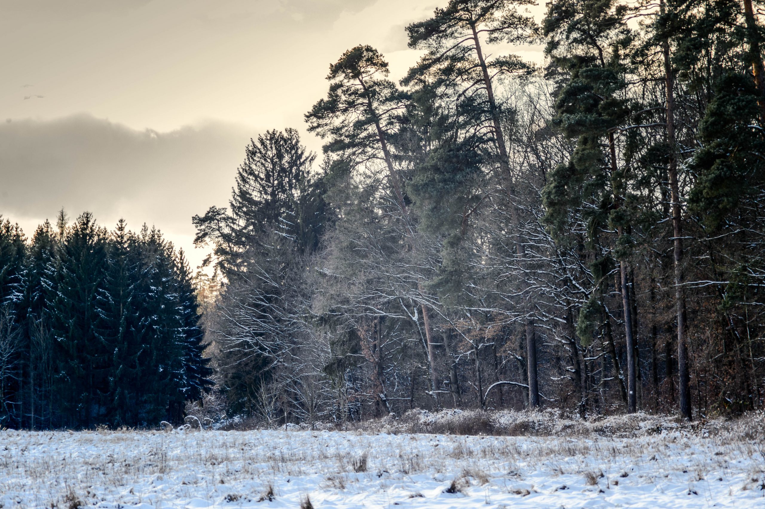 Fotografiert mit Carl Zeiss Jena MC Sonnar 3.5/135 für M42 Anschluss