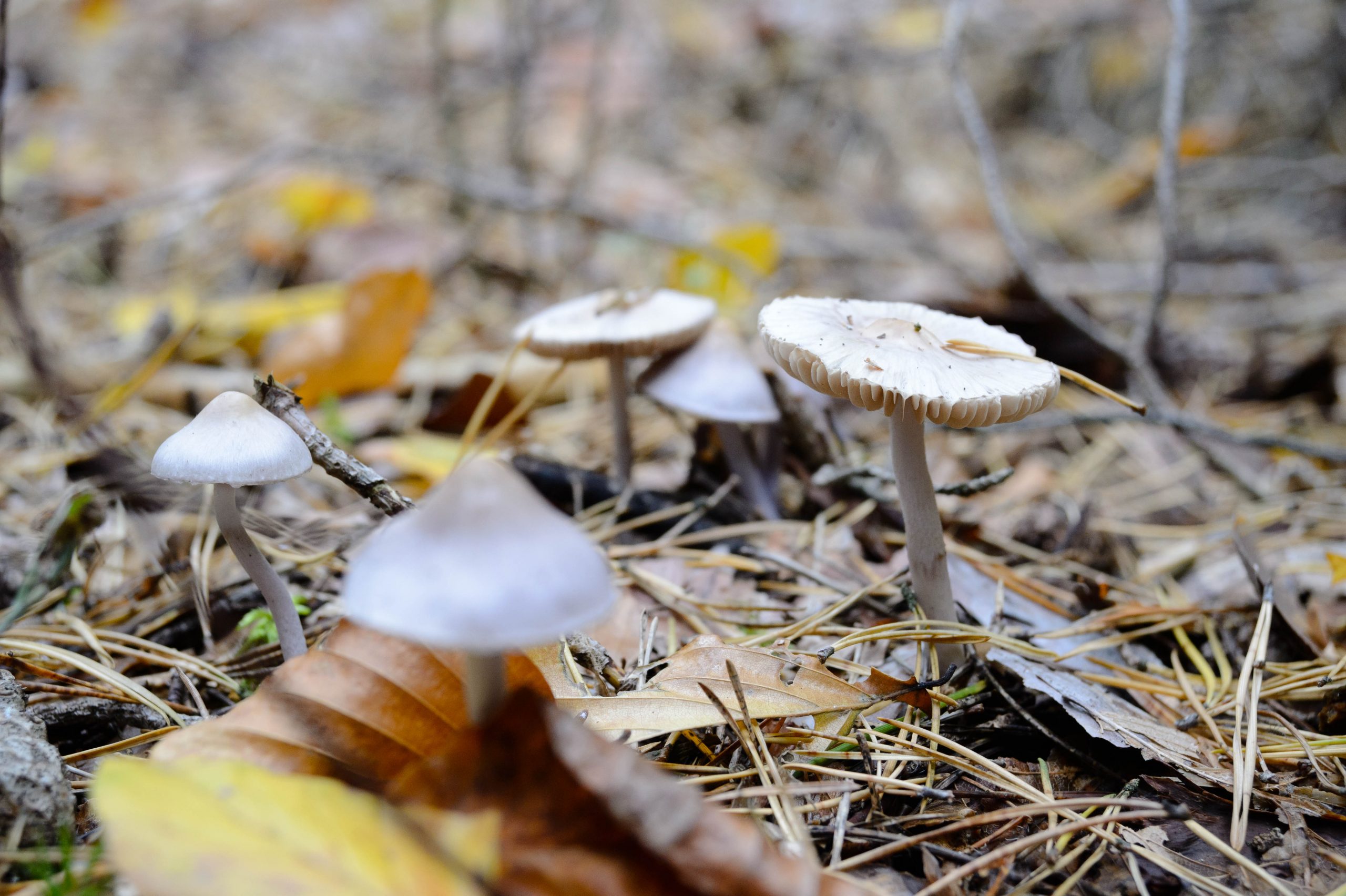 Aufgenommen mit Nikon AF Nikkor 28-80mm f/3.3-5.6 G und Nikon Df