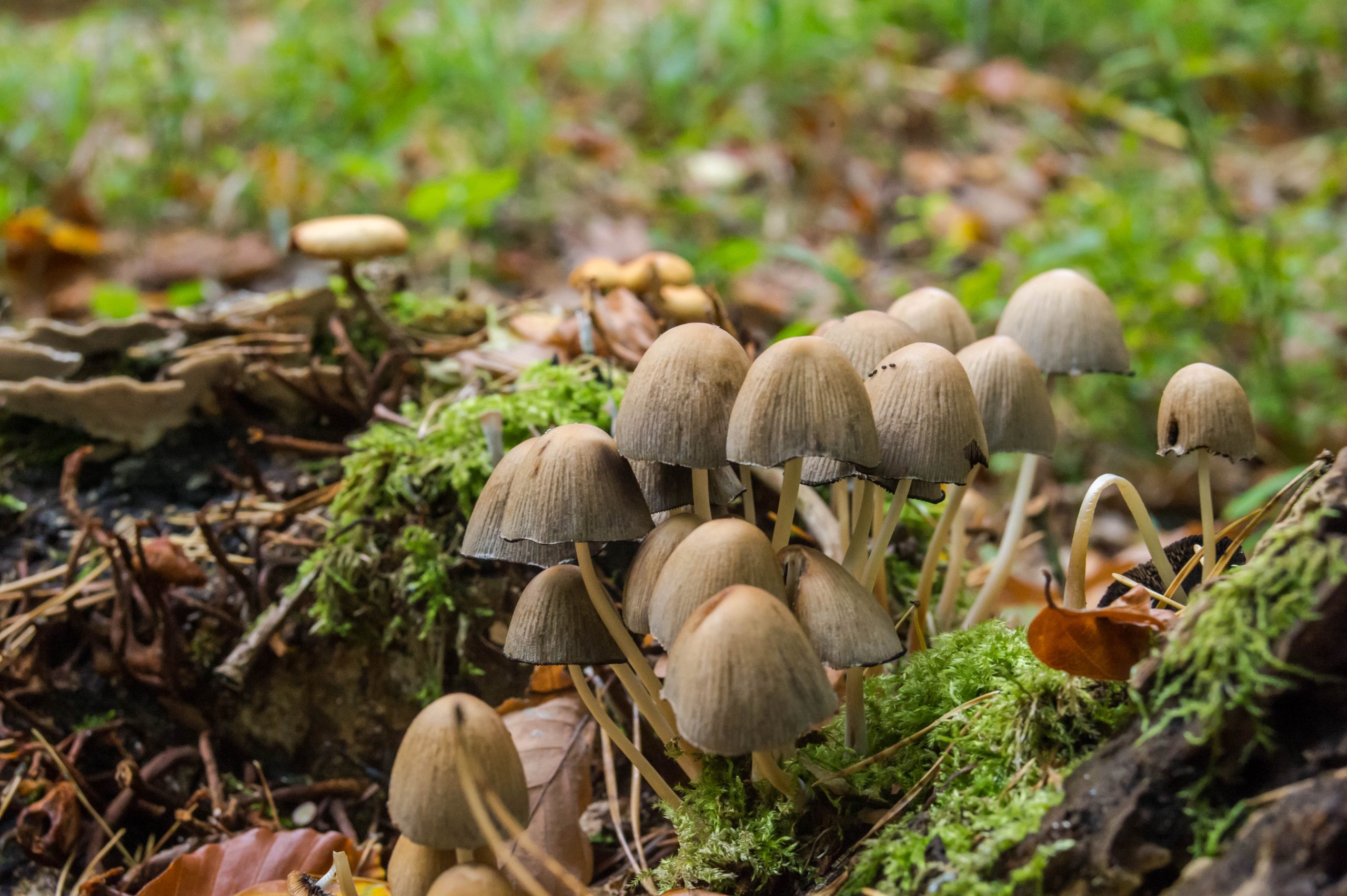 Aufgenommen mit Nikon AF Nikkor 28-80mm f/3.3-5.6 G und Nikon Df