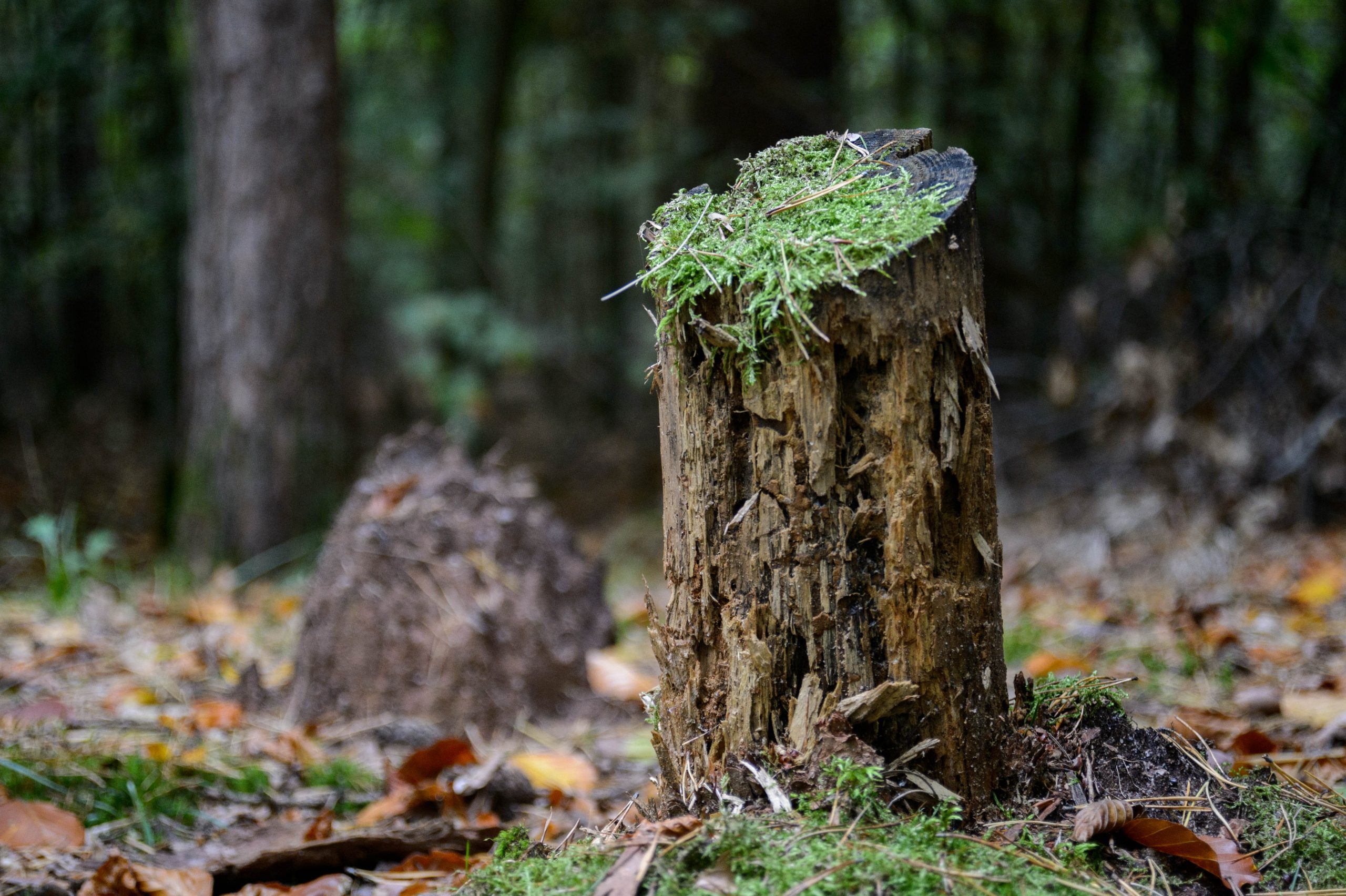 Aufgenommen mit Nikon AF Nikkor 28-80mm f/3.3-5.6 G und Nikon Df