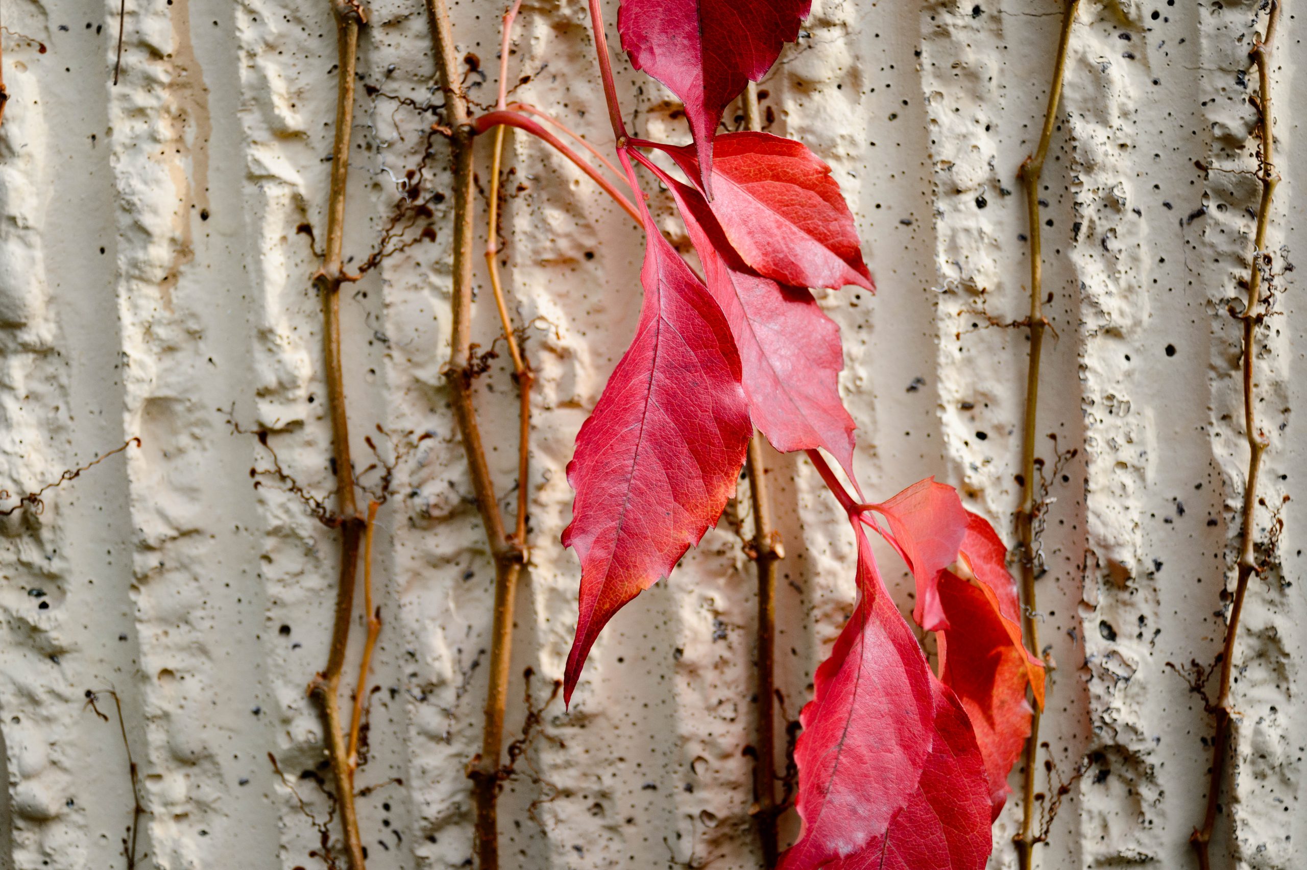 Aufgenommen mit Nikon AF Nikkor 28-80mm f/3.3-5.6 G und Nikon Df