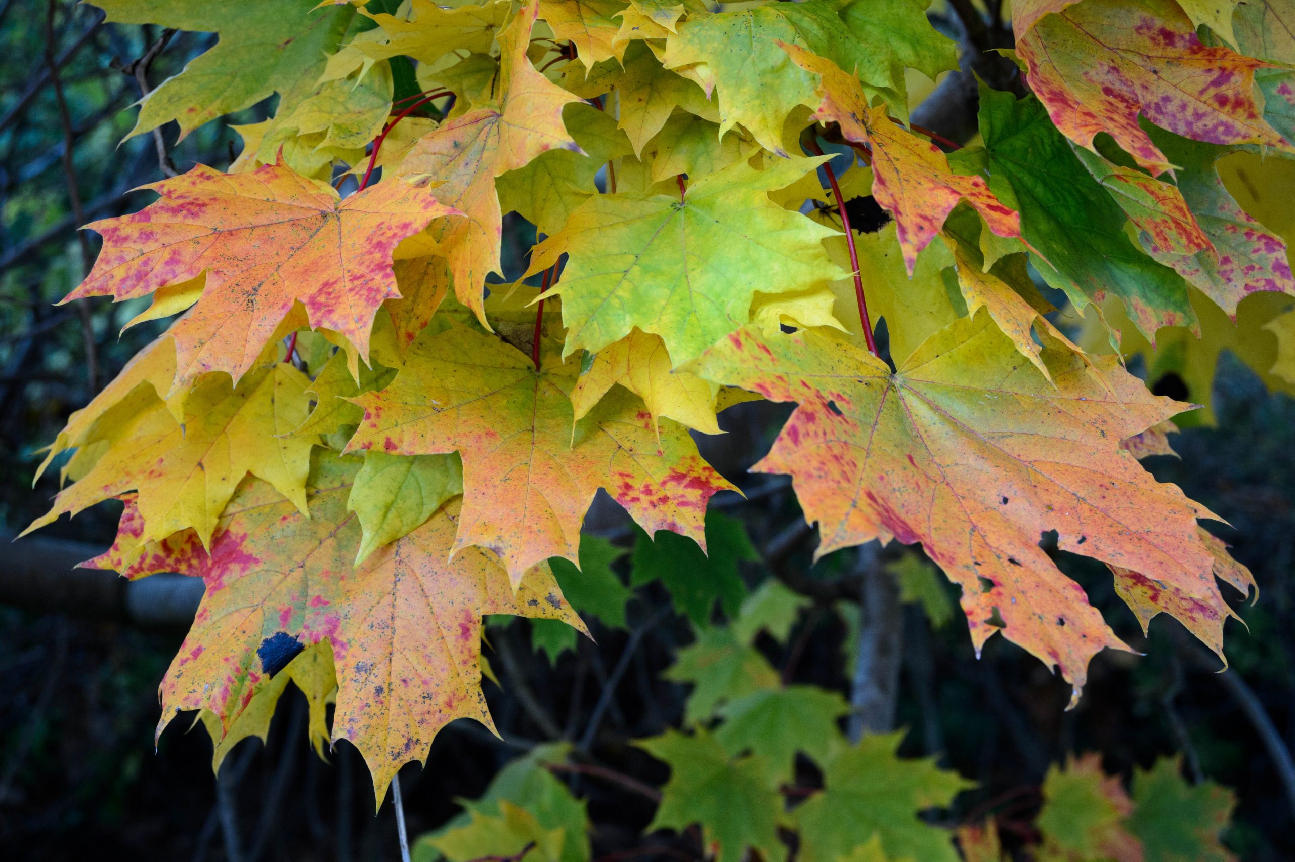 Aufgenommen mit Nikon AF Nikkor 28-80mm f/3.3-5.6 G und Nikon Df