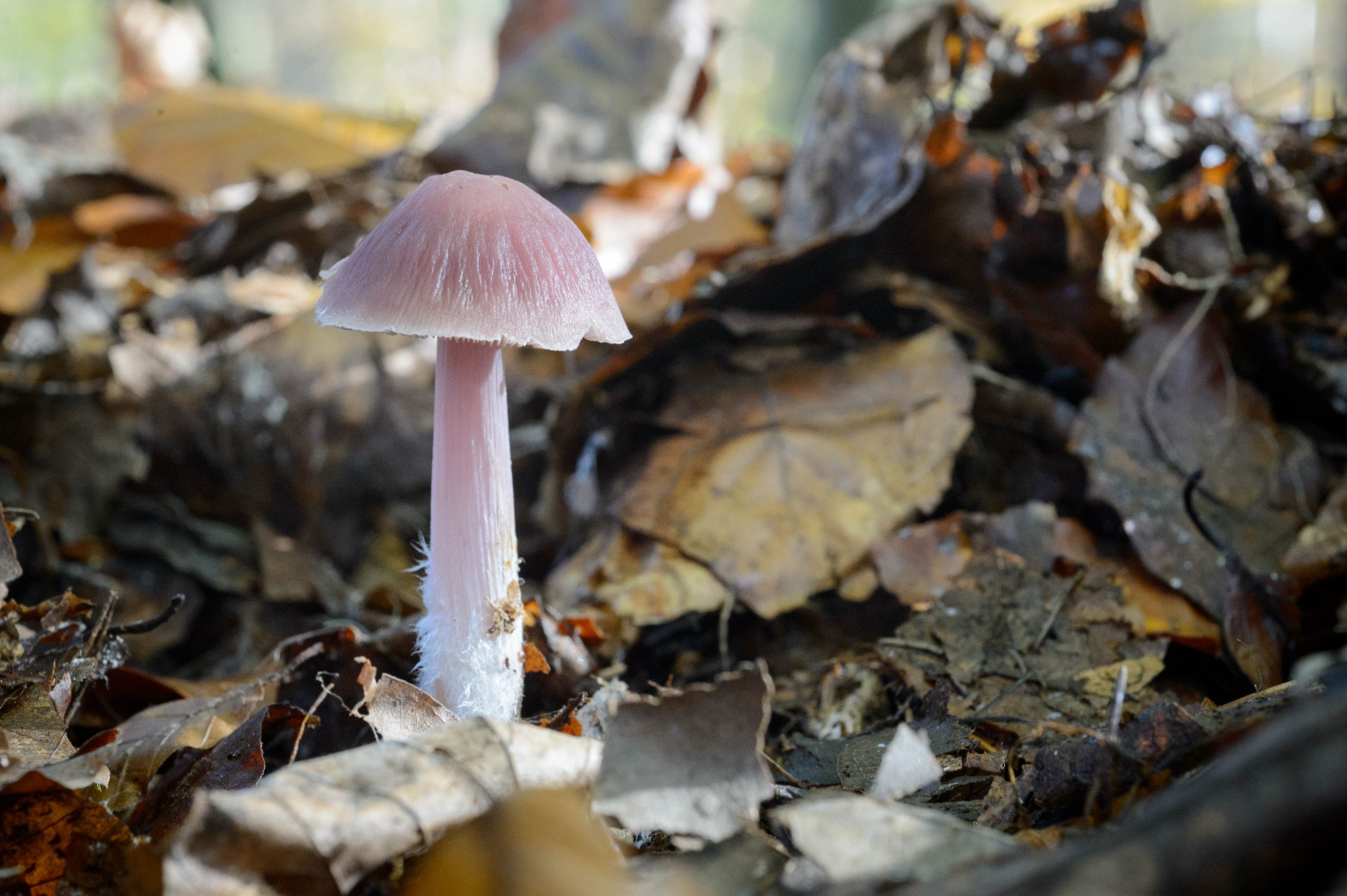 Fotografiert mit Nikon Df und Nikon AF Micro-Nikkor 60mm f/2.8 D