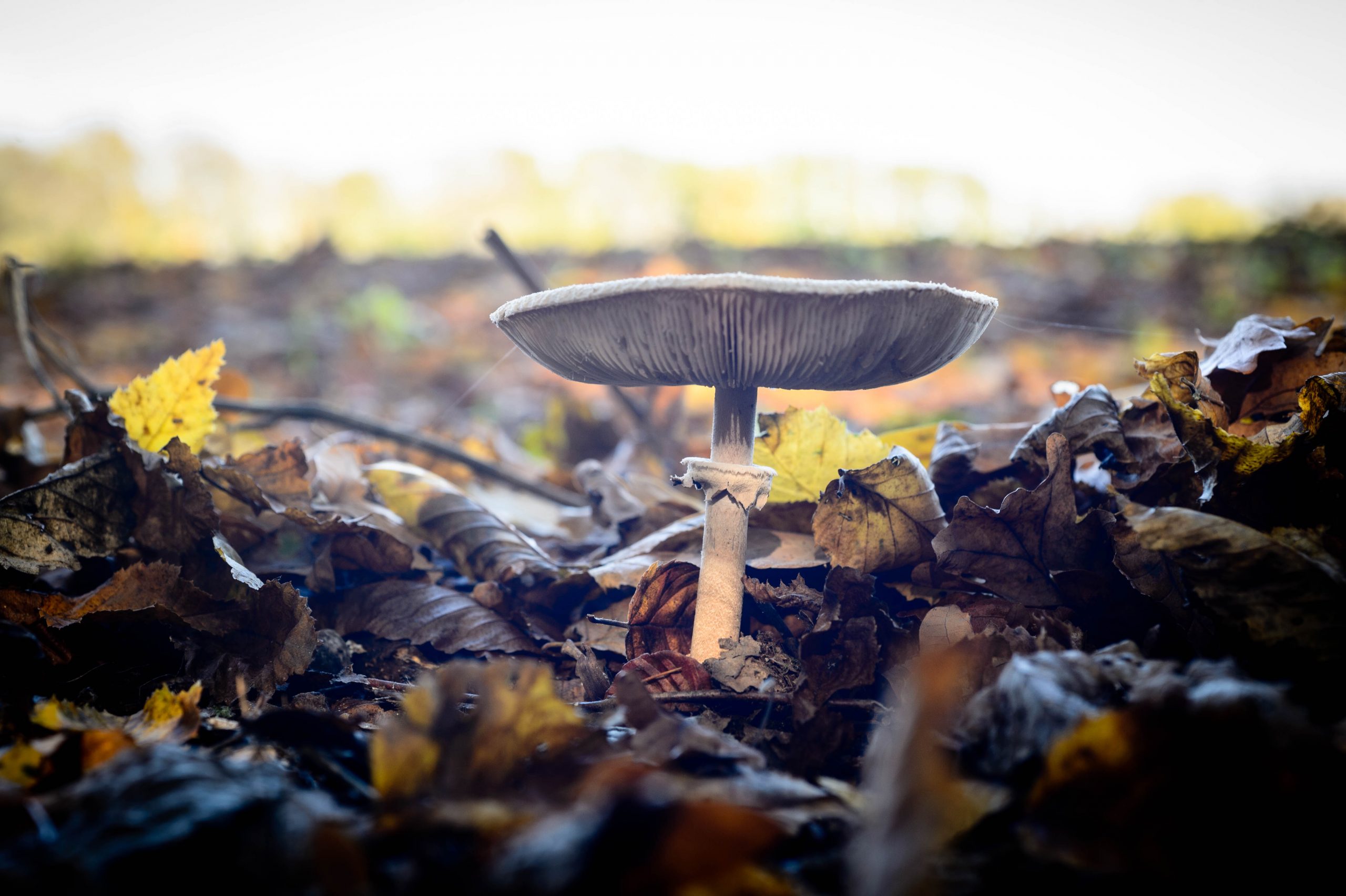 Fotografiert mit Nikon Df und Nikon AF Micro-Nikkor 60mm f/2.8 D