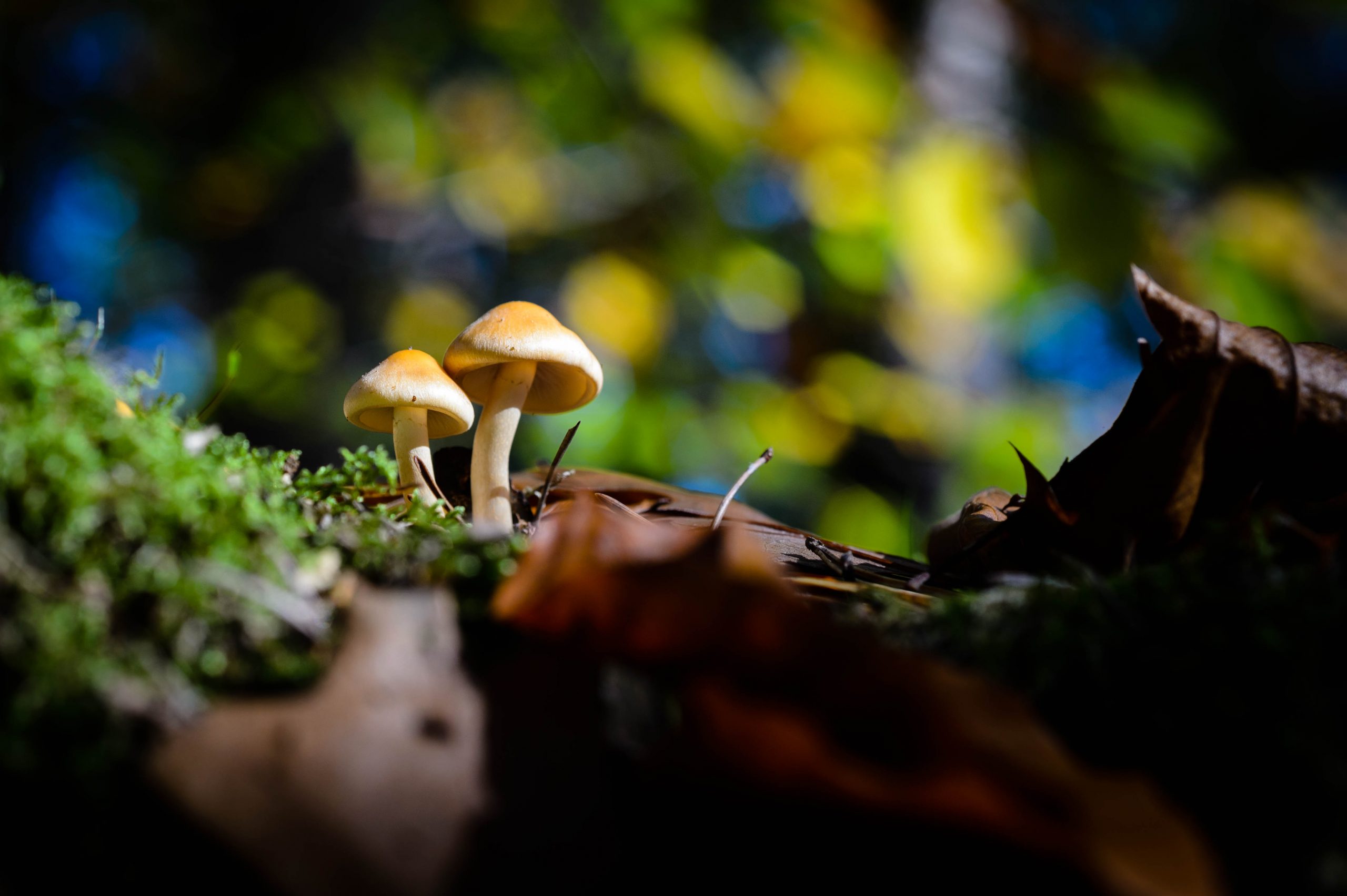 Fotografiert mit Nikon Df und Nikon AF Micro-Nikkor 60mm f/2.8 D