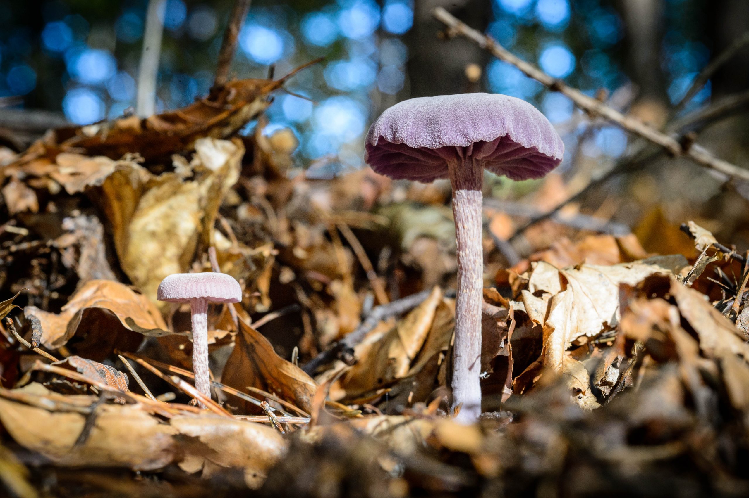 Fotografiert mit Nikon Df und Nikon AF Micro-Nikkor 60mm f/2.8 D