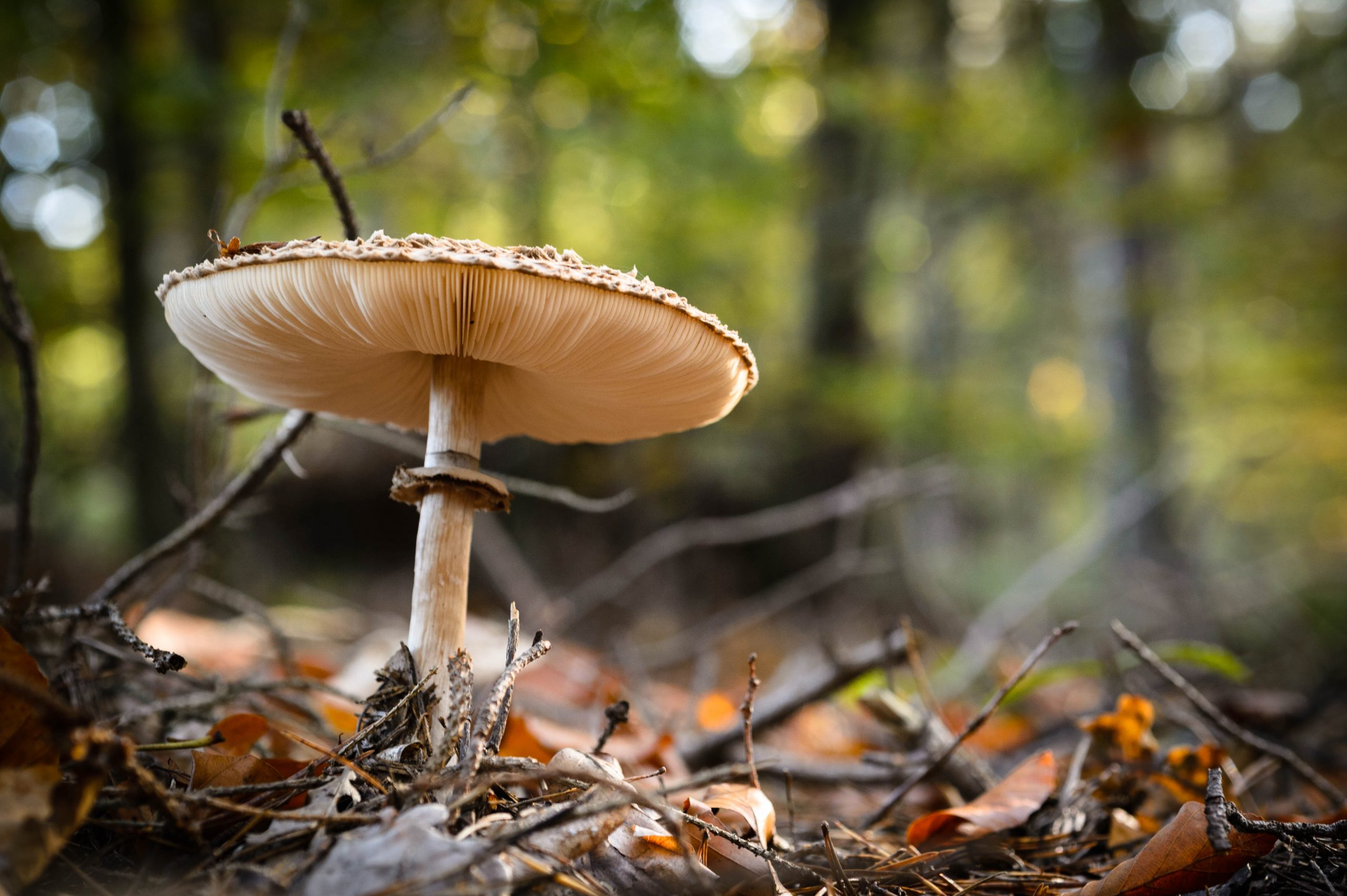 Fotografiert mit Nikon Df und Nikon AF Micro-Nikkor 60mm f/2.8 D