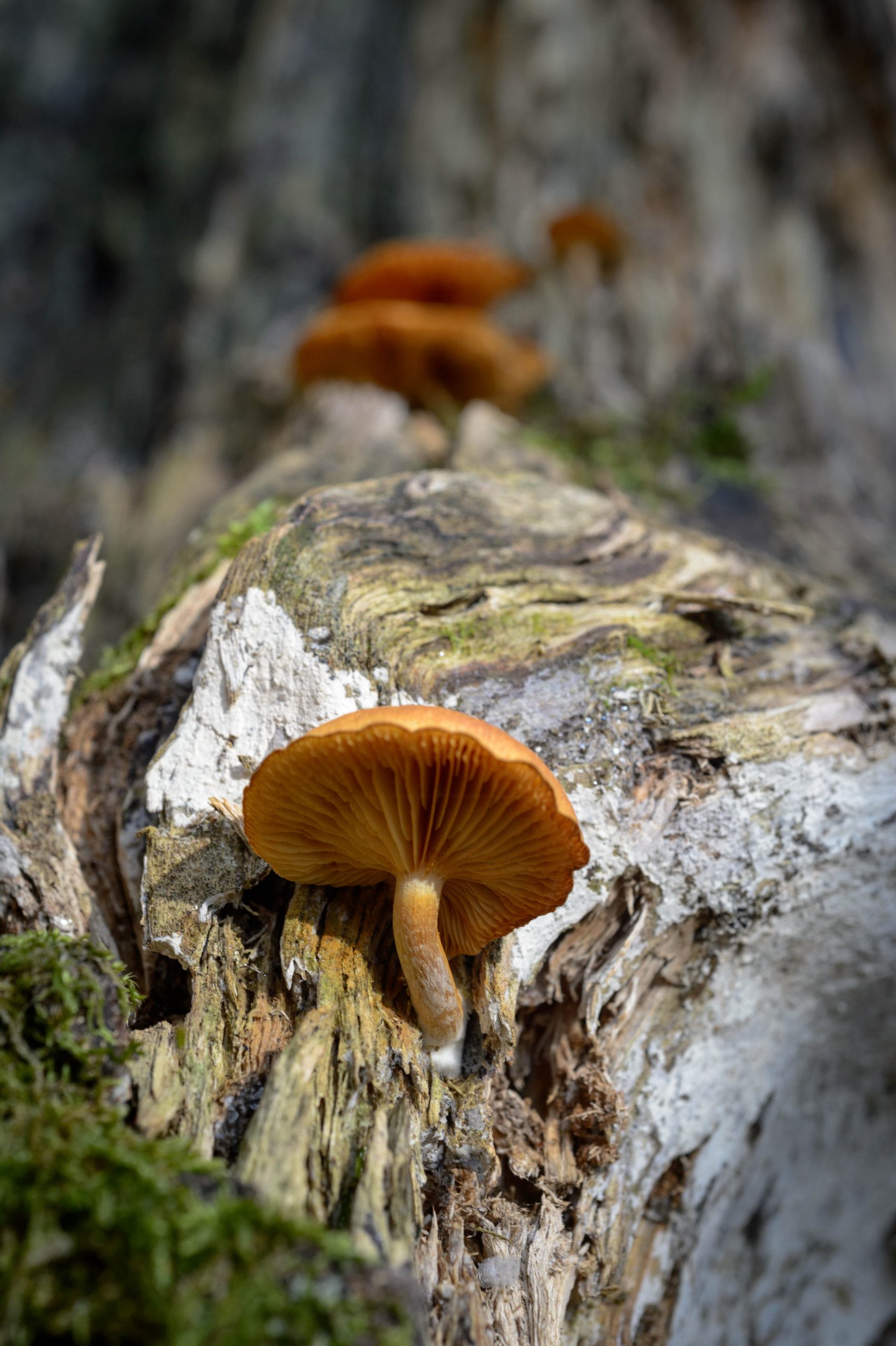 Fotografiert mit Nikon Df und Nikon AF Micro-Nikkor 60mm f/2.8 D