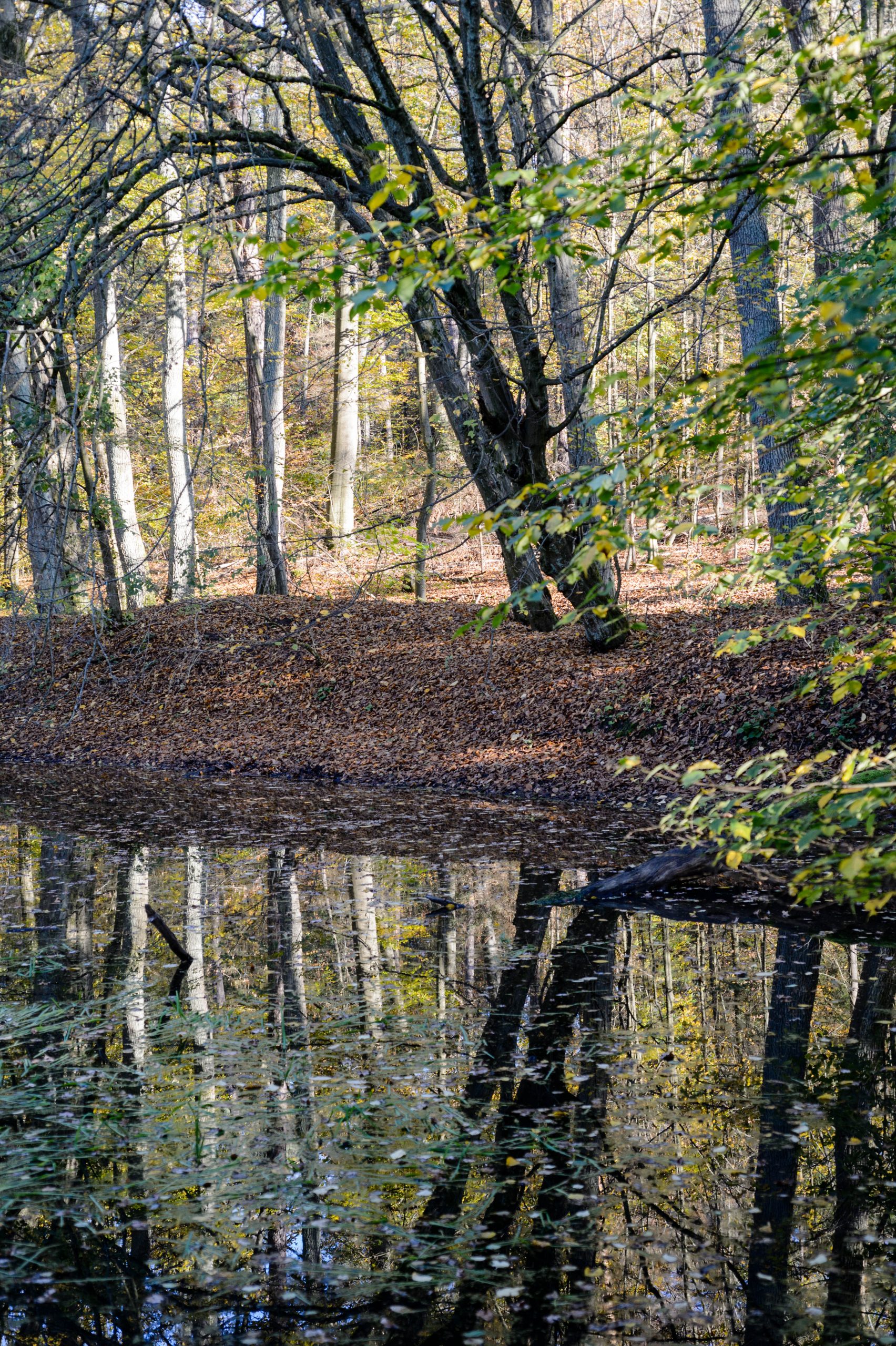 Fotografiert mit Nikon Df und Nikon AF Micro-Nikkor 60mm f/2.8 D